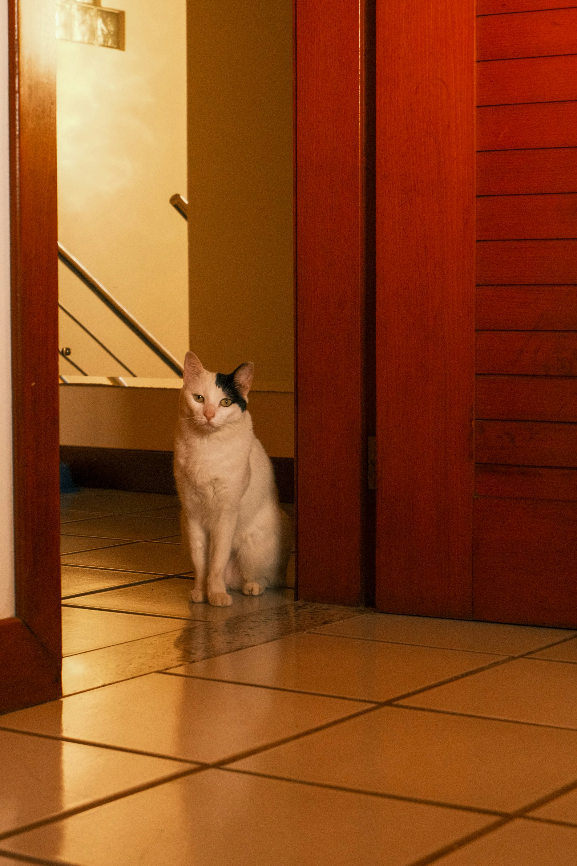 A white cat with a black ear patch in a doorway on tiled flooring