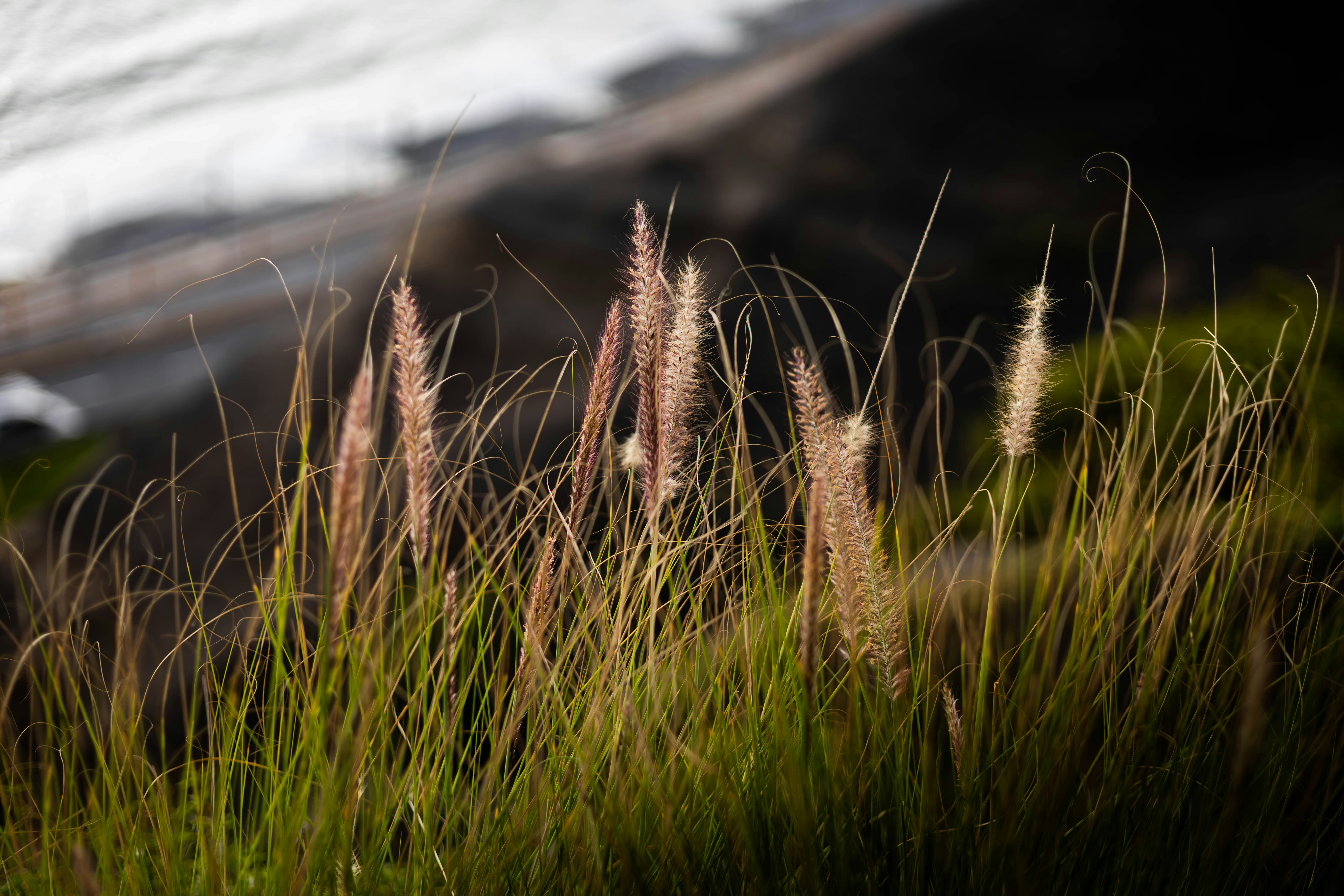 Tangkai rumput tinggi berbulu dengan bilah panjang dan tipis di latar belakang pantai yang buram