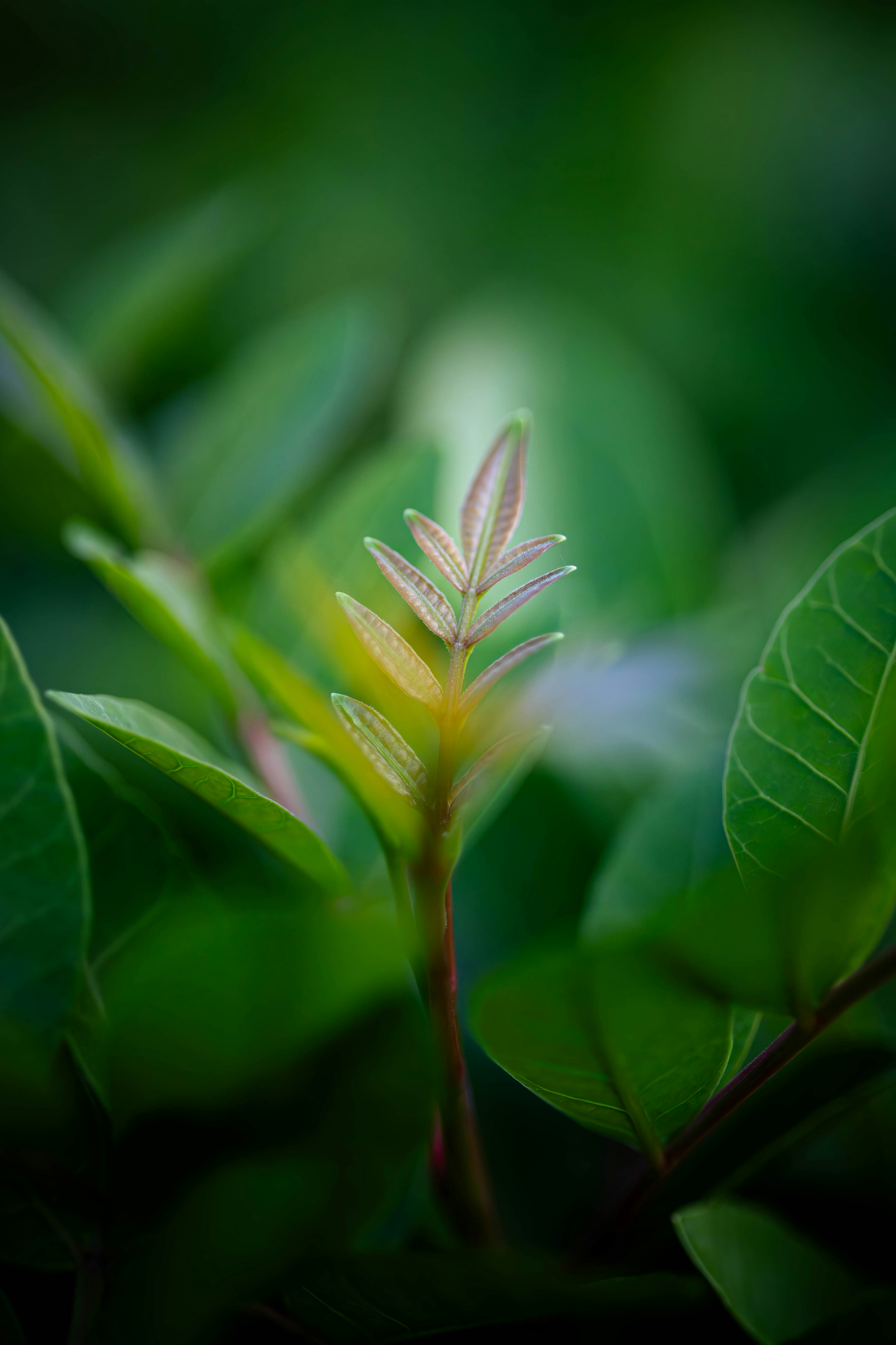 Daun kecil berwarna hijau muda berwarna pinnate muncul dari gugus daun gelap