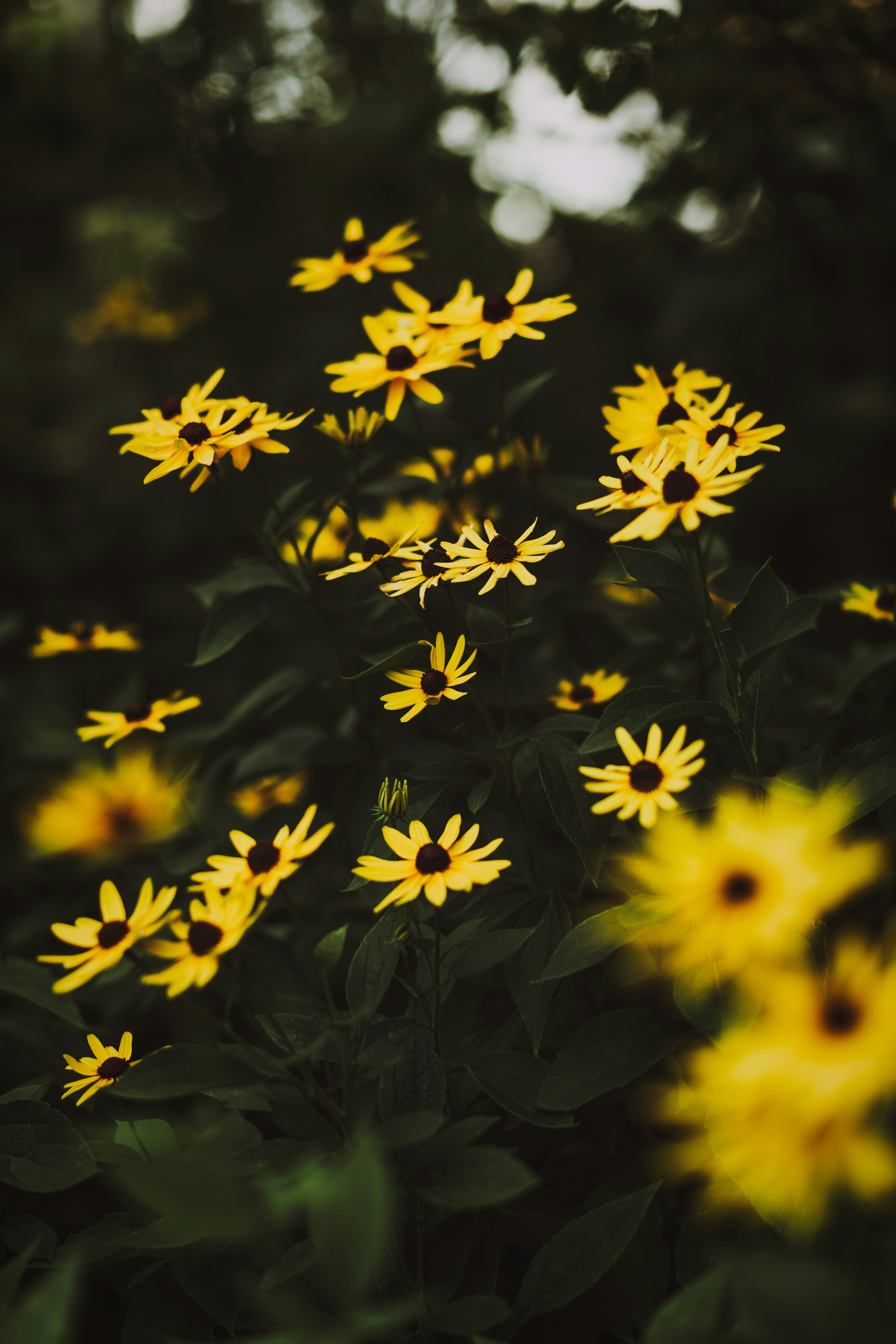 Yellow black-eyed Susan flowers with dark centers in a garden