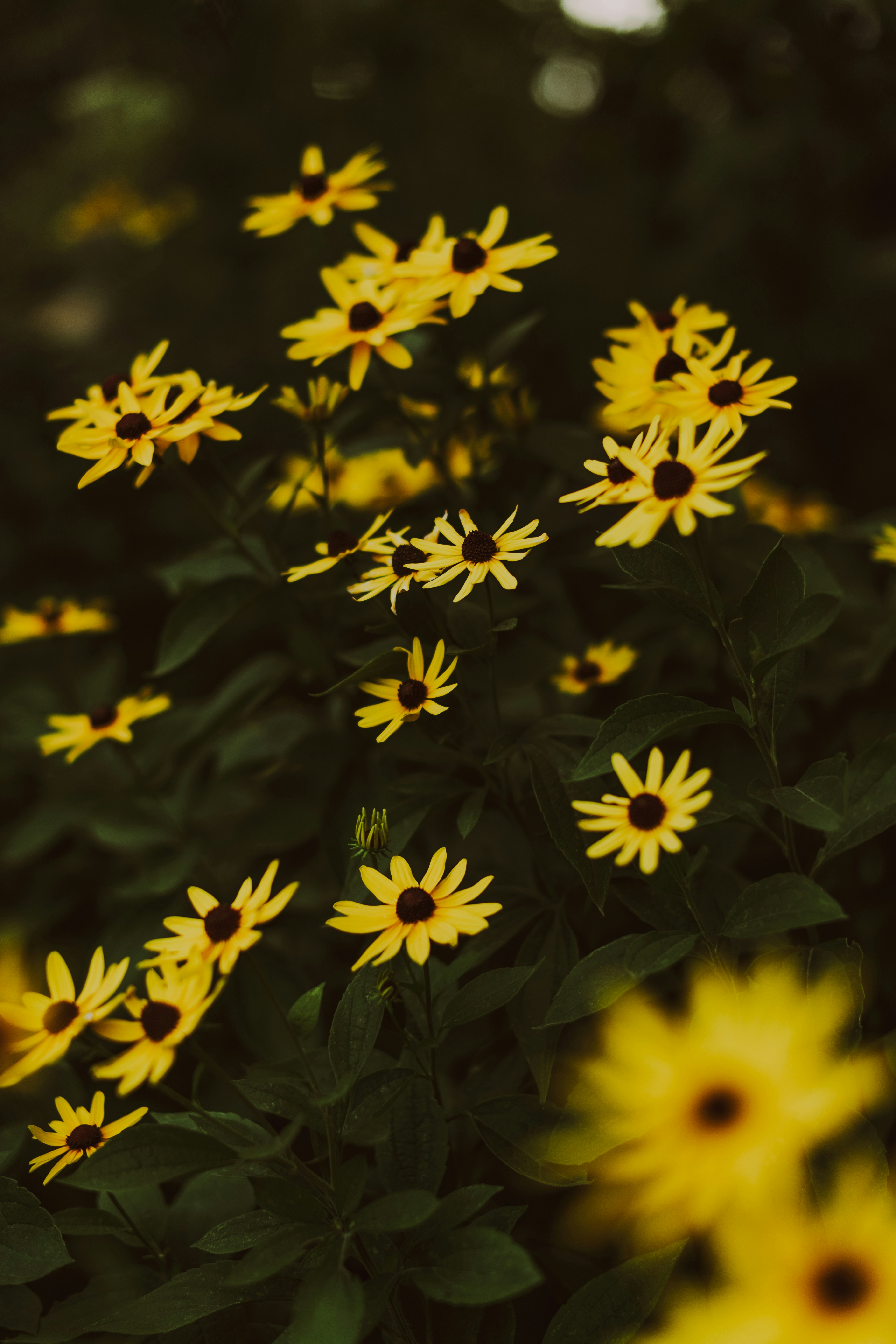 Yellow black-eyed Susans with dark centers blooming among dark green foliage