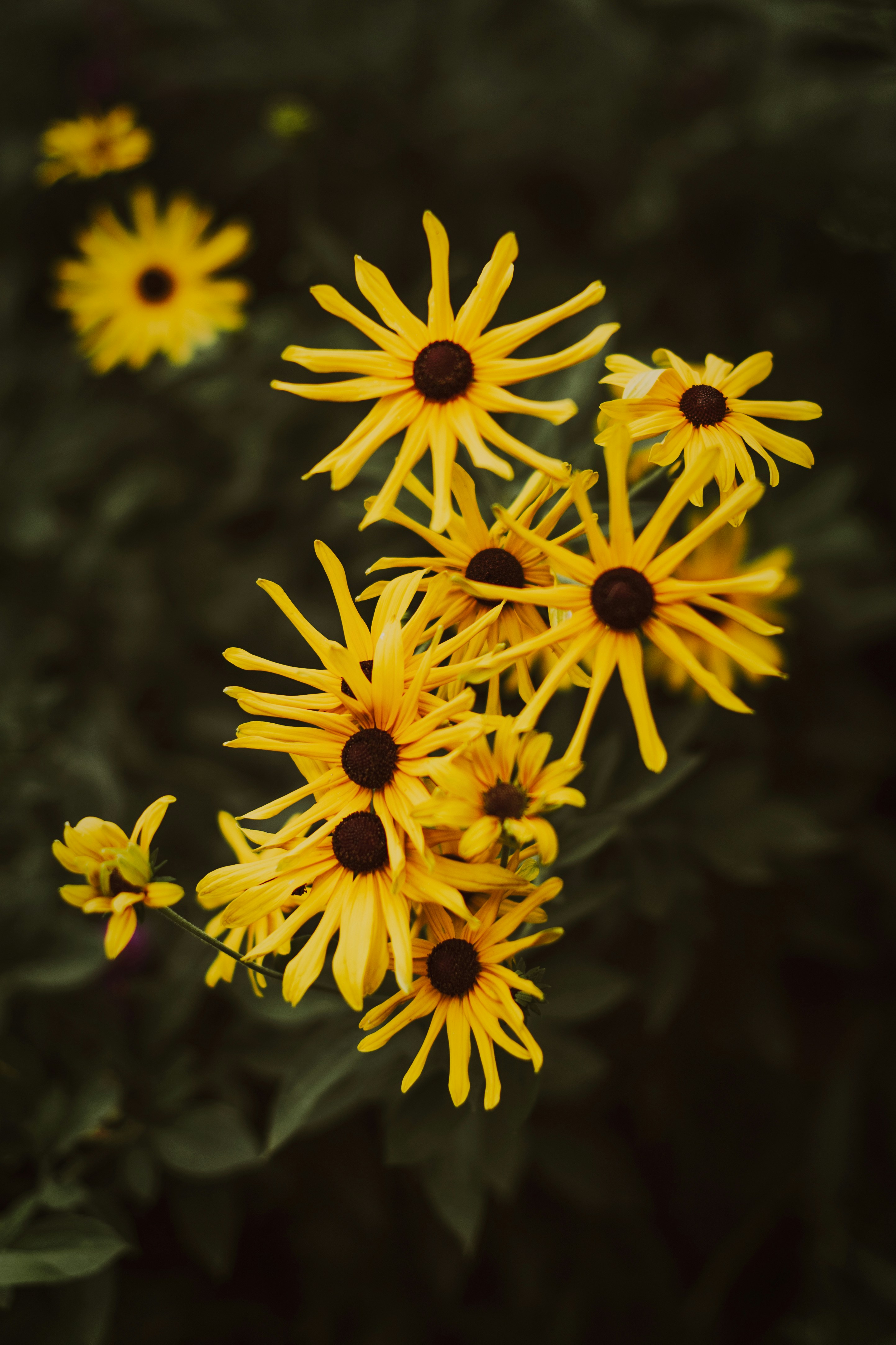 A cluster of yellow black-eyed Susans with dark centers against a dark green background