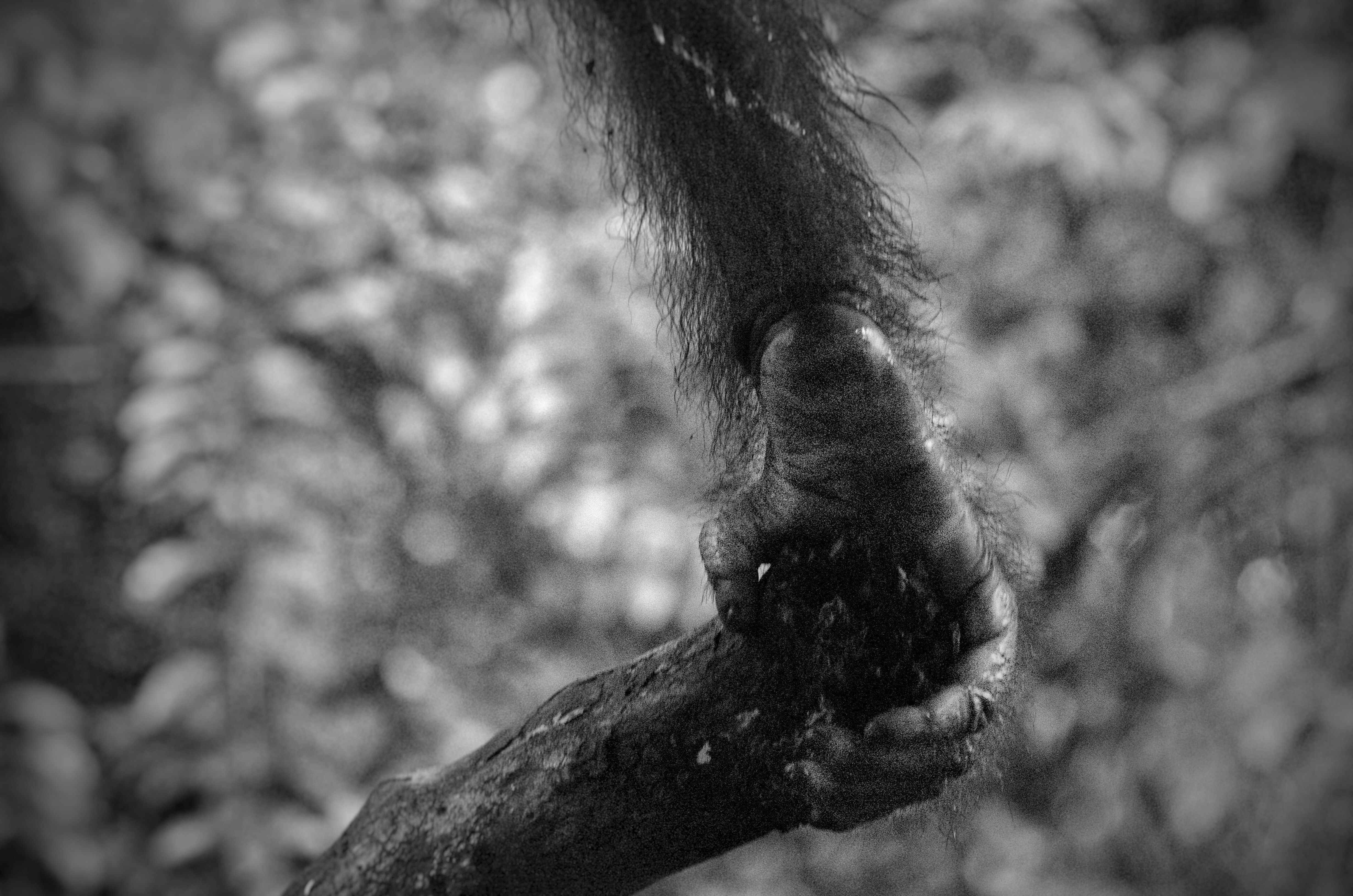 Orangutan hand gripping tree branch - Free Photo on Unsplash