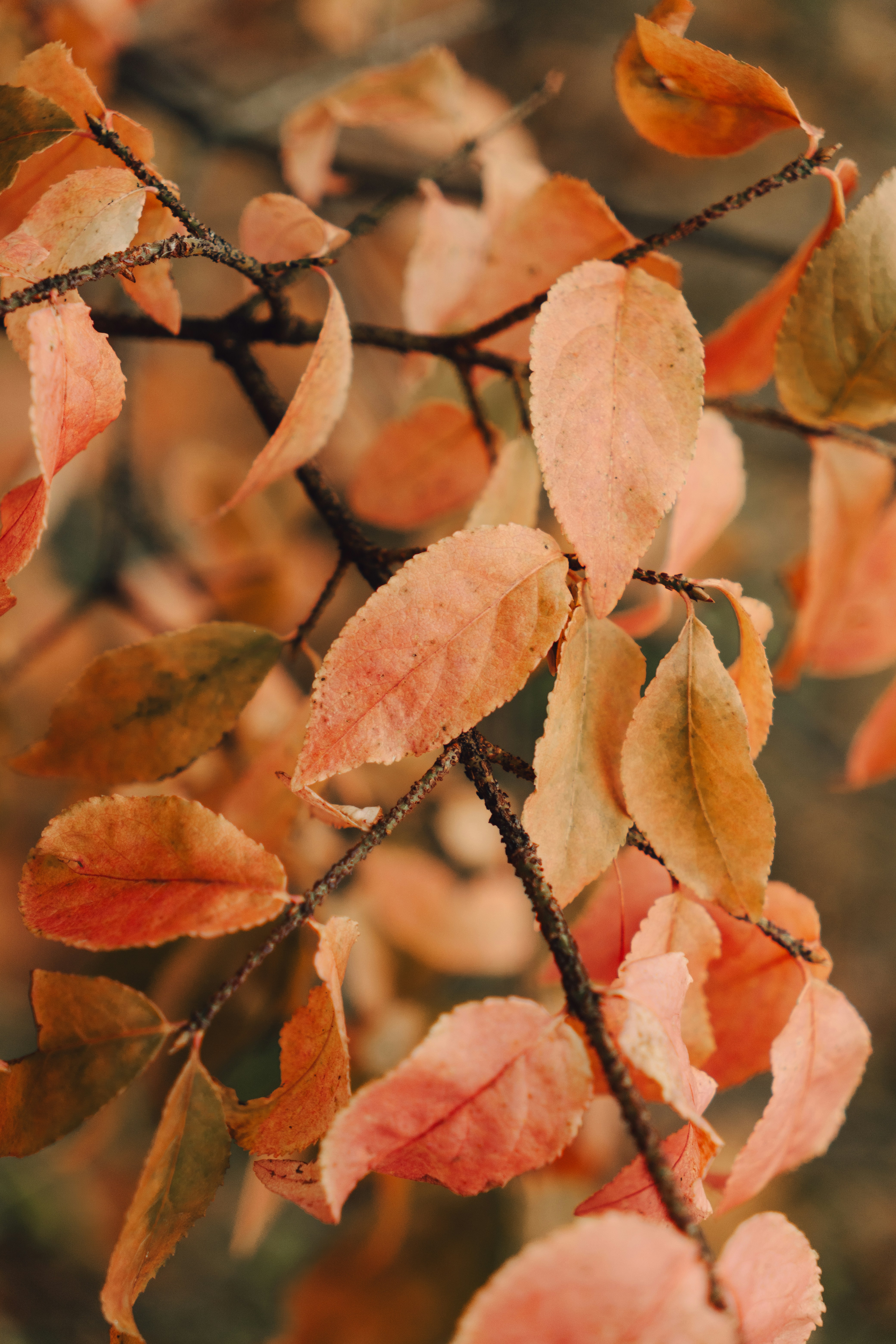 Orange and yellow autumn leaves on thin dark branches
