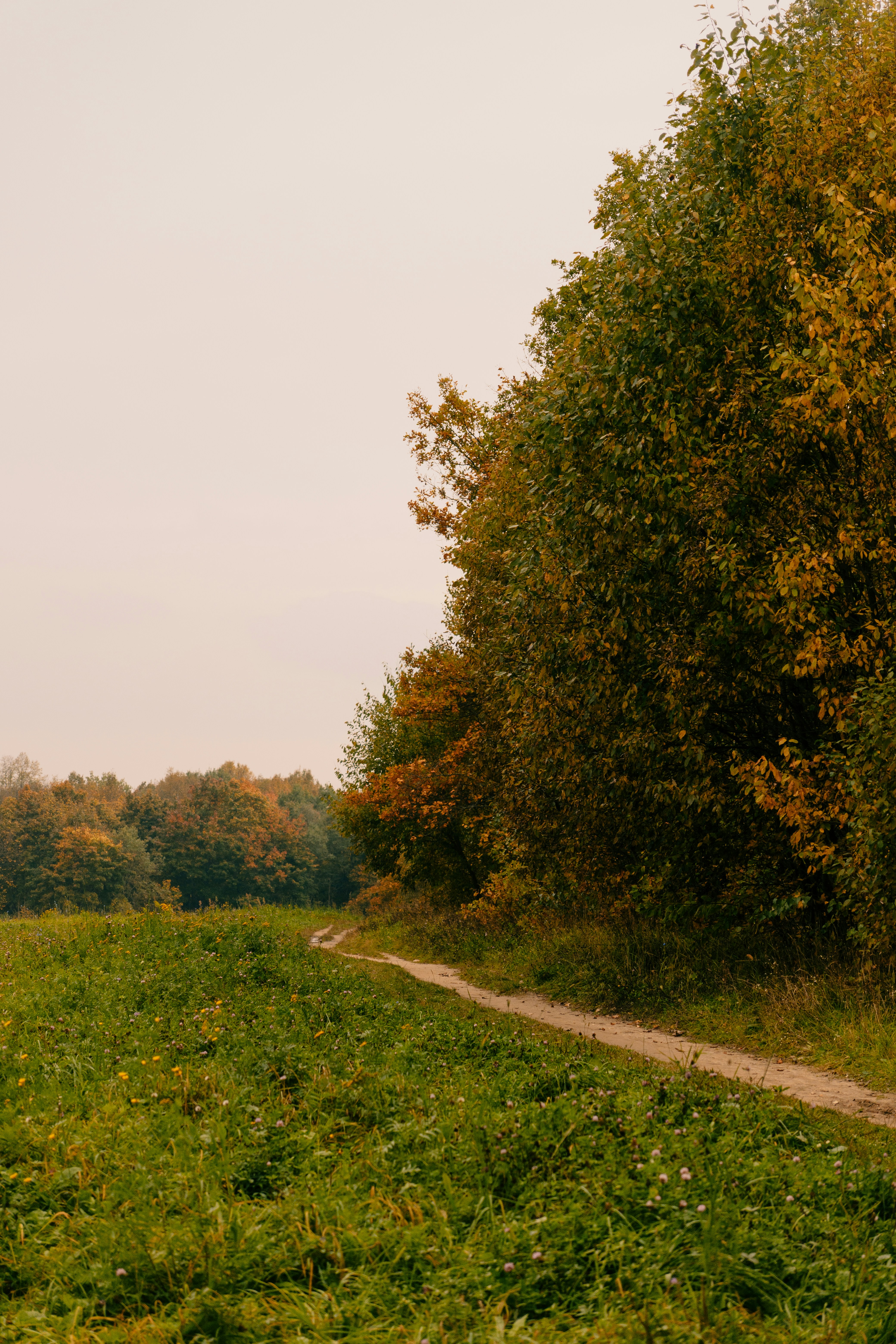 A dirt path winding through a grassy field beside autumn trees