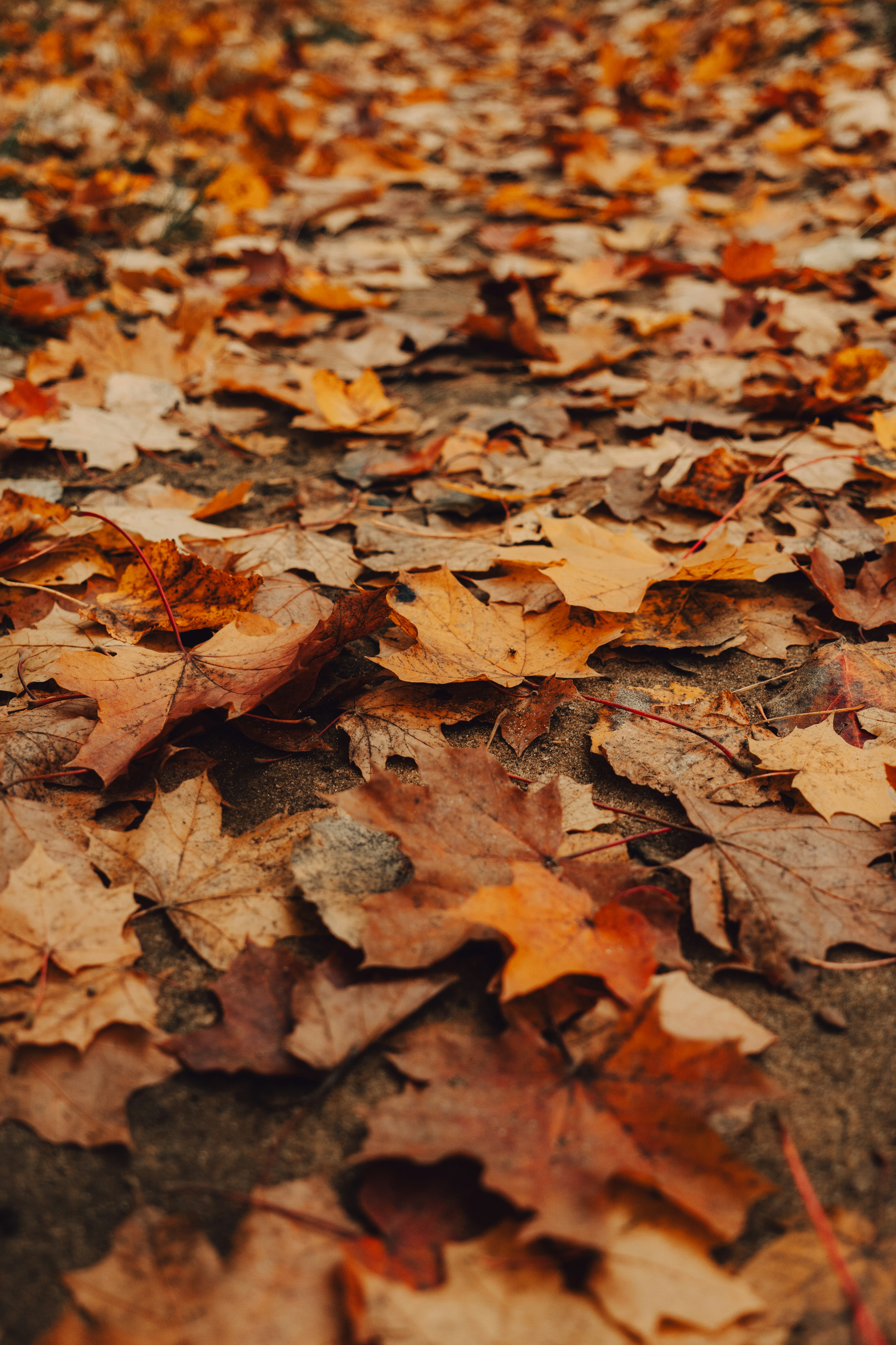 Fallen orange and brown maple leaves covering the ground in autumn