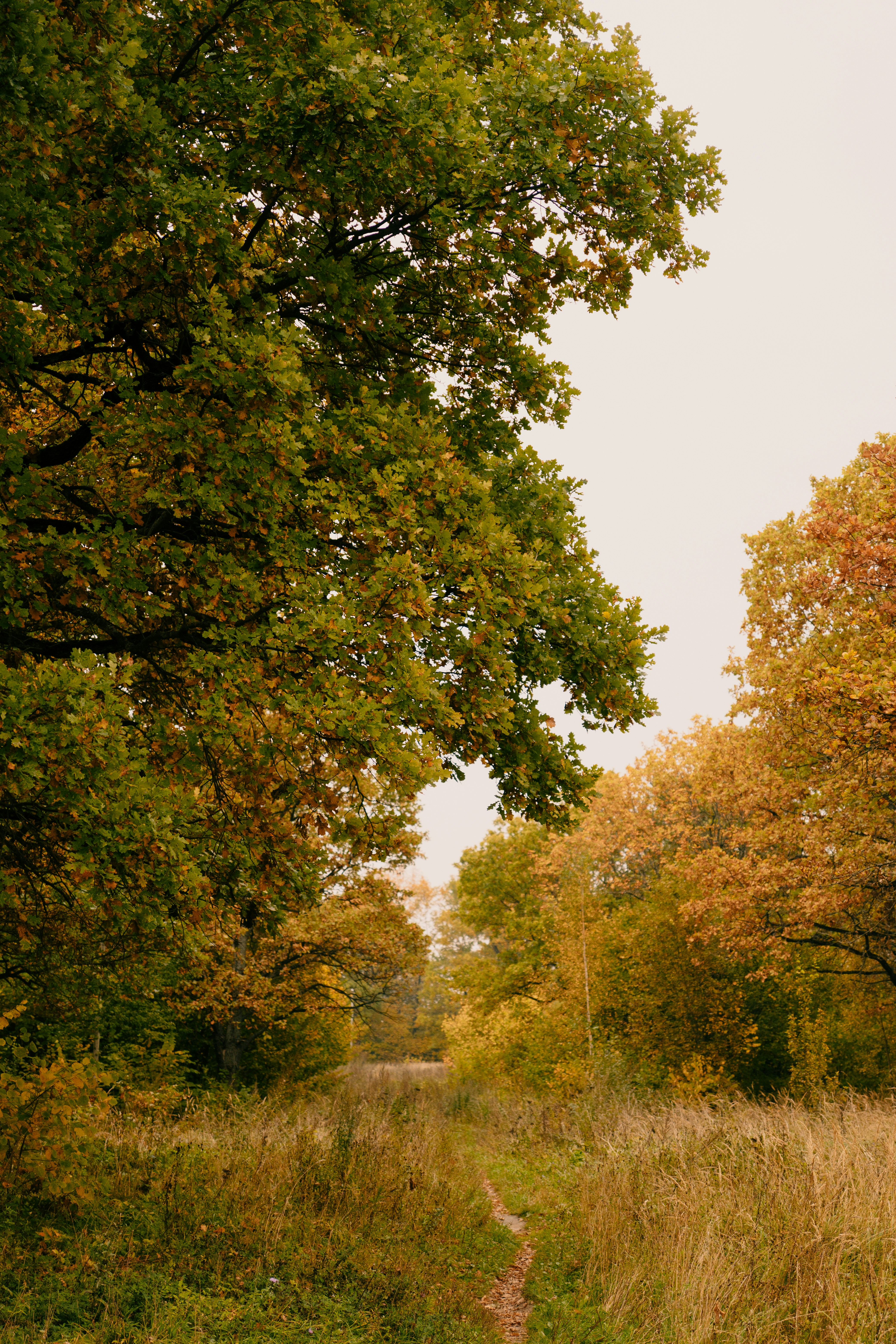 A narrow dirt path through a forest with green and golden autumn leaves