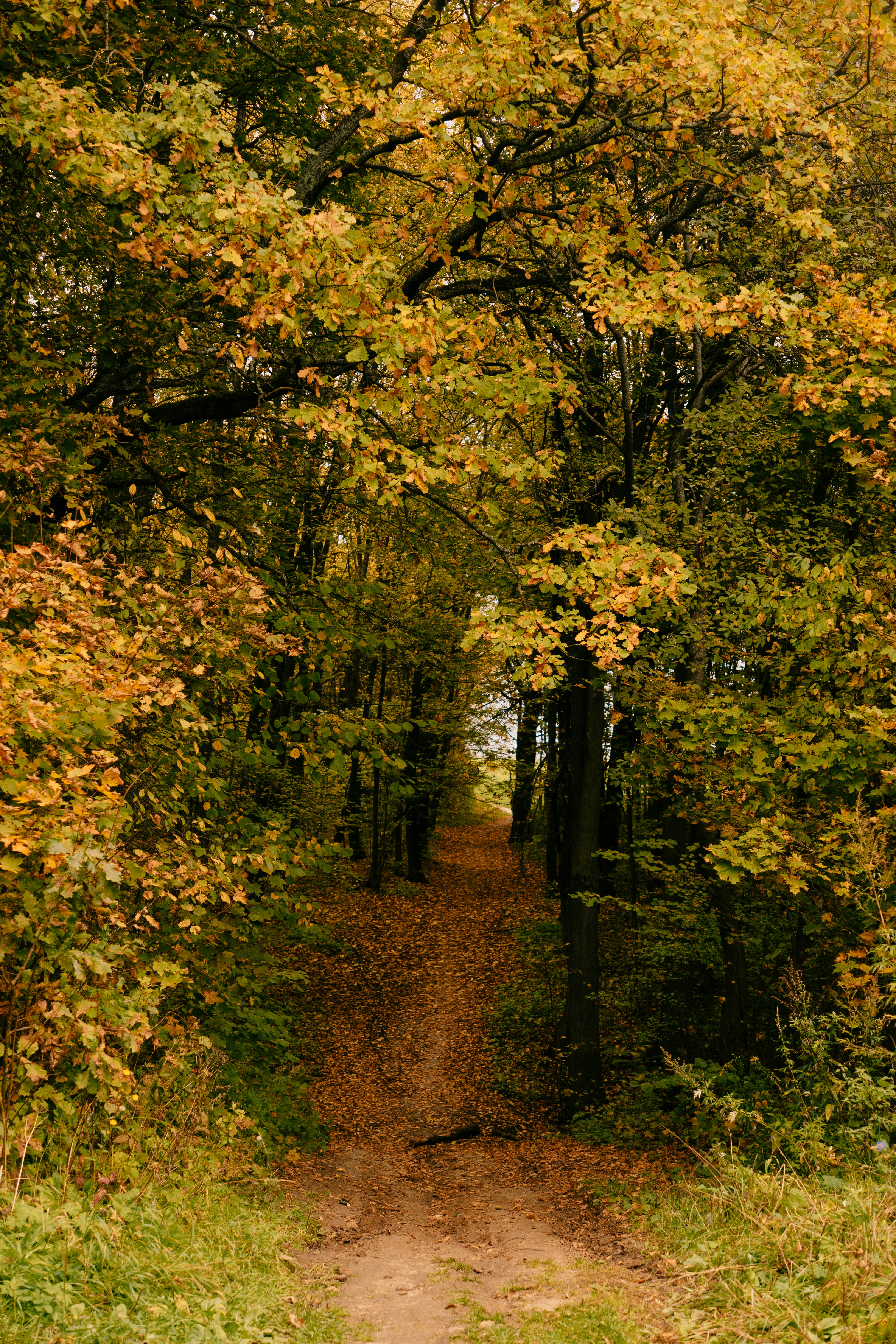 A narrow dirt path winding through a dense forest with golden autumn leaves