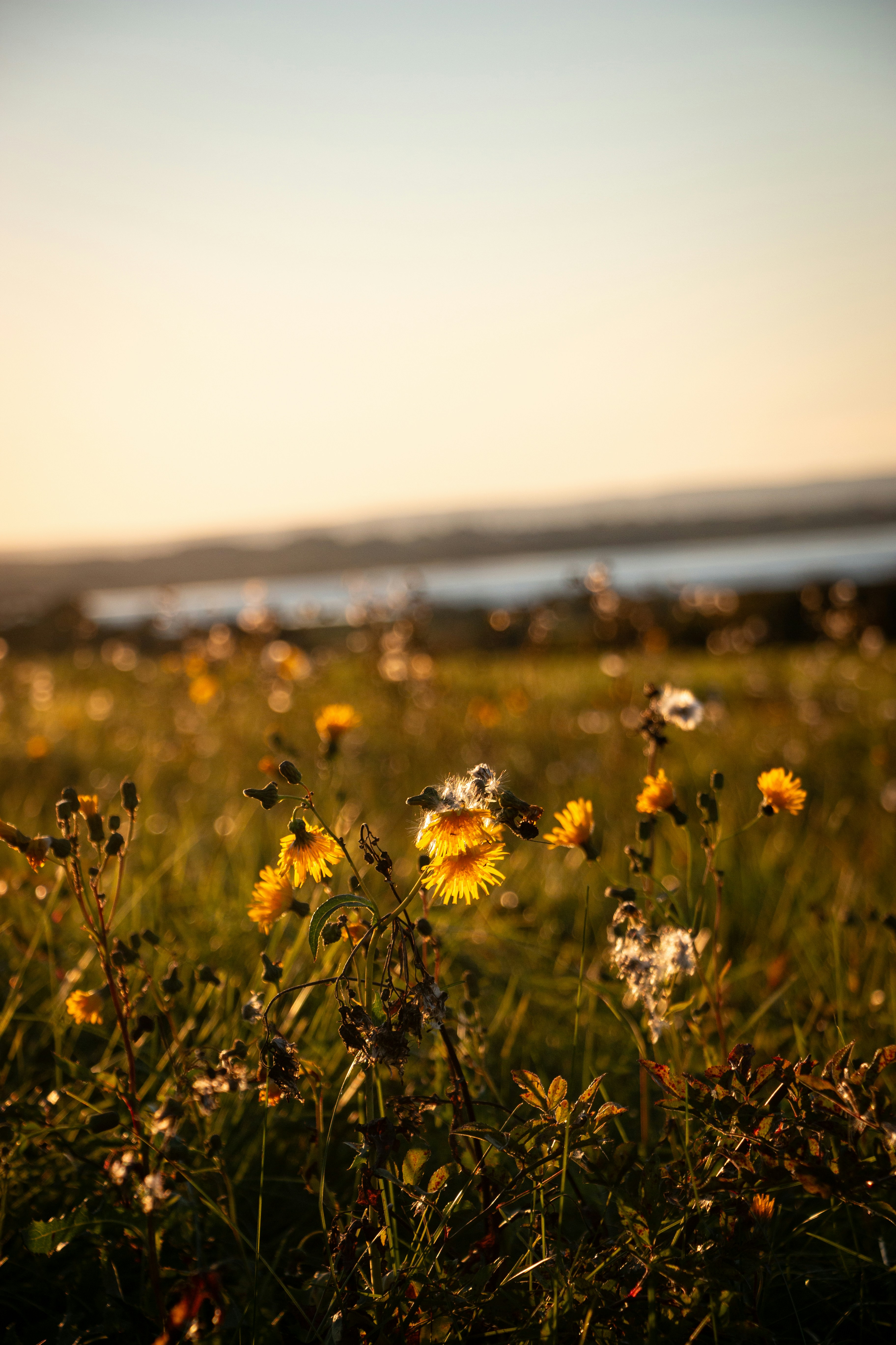 Fleurs sauvages jaunes dans une prairie herbeuse pendant l’heure dorée