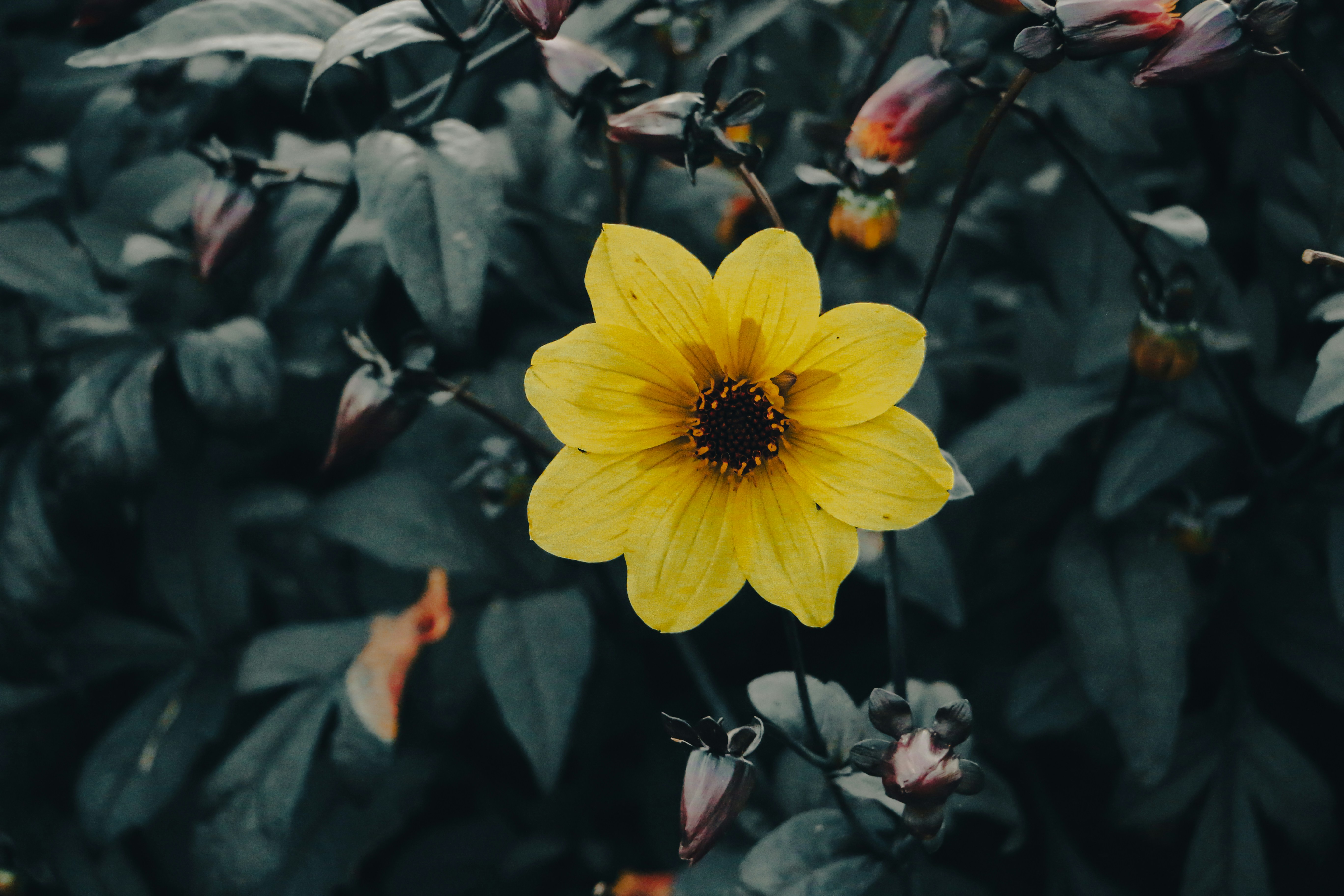 Une fleur de dahlia jaune vif centrée parmi un feuillage vert foncé et des bourgeons non ouverts