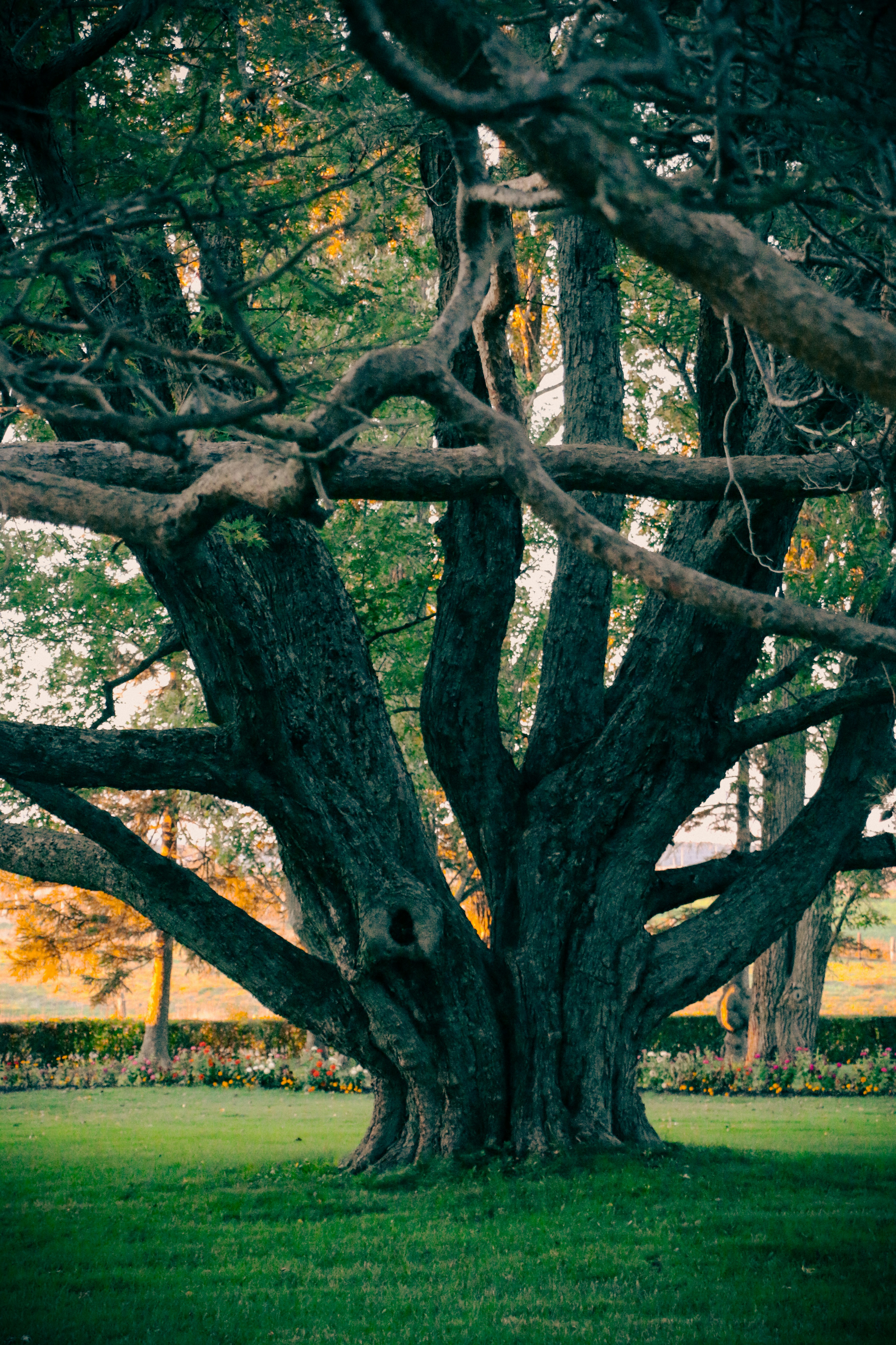 Un grand vieux arbre aux branches épaisses et sombres dans un jardin verdoyant