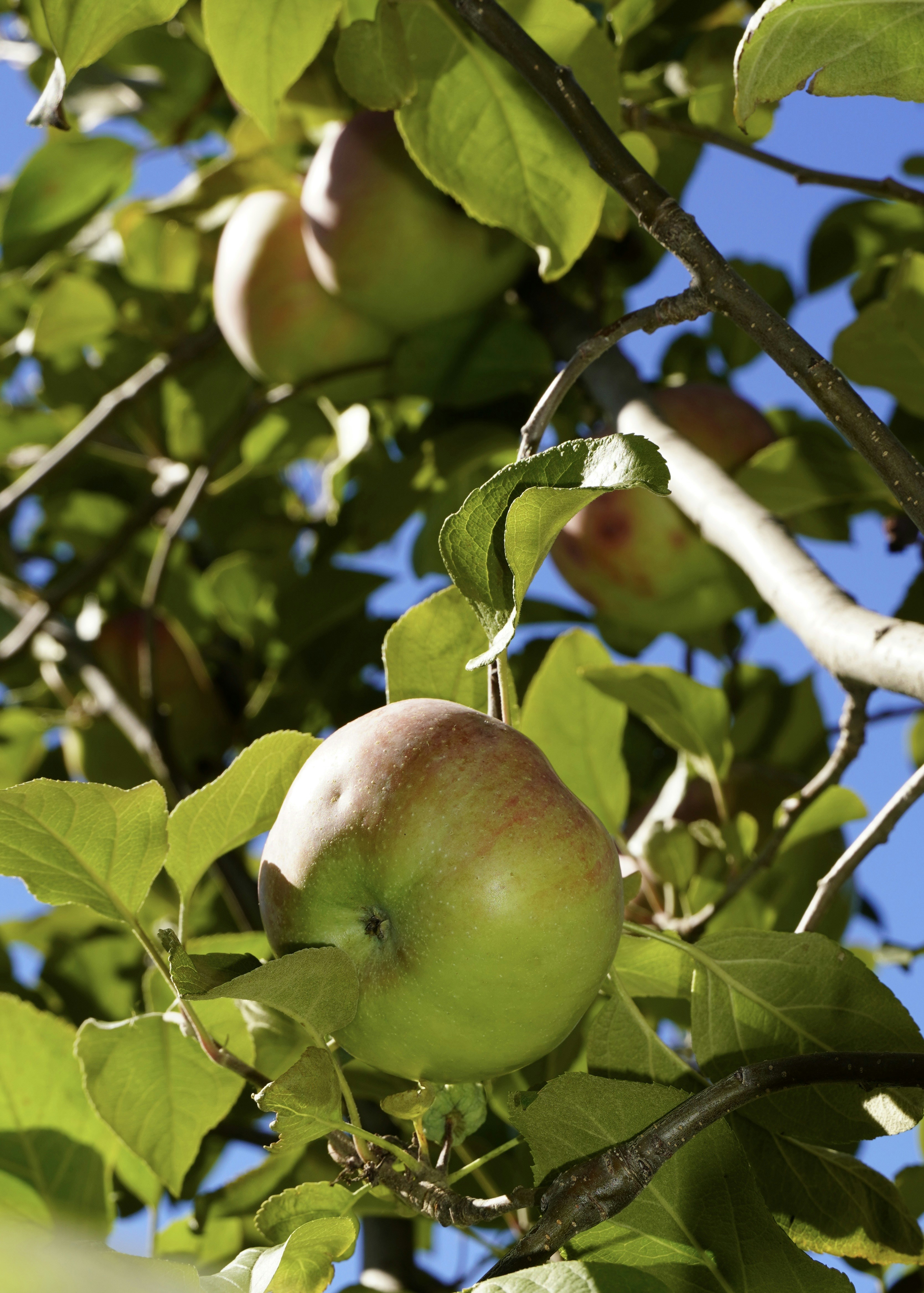 Green apples with red blushes hanging from tree branches against a clear blue sky