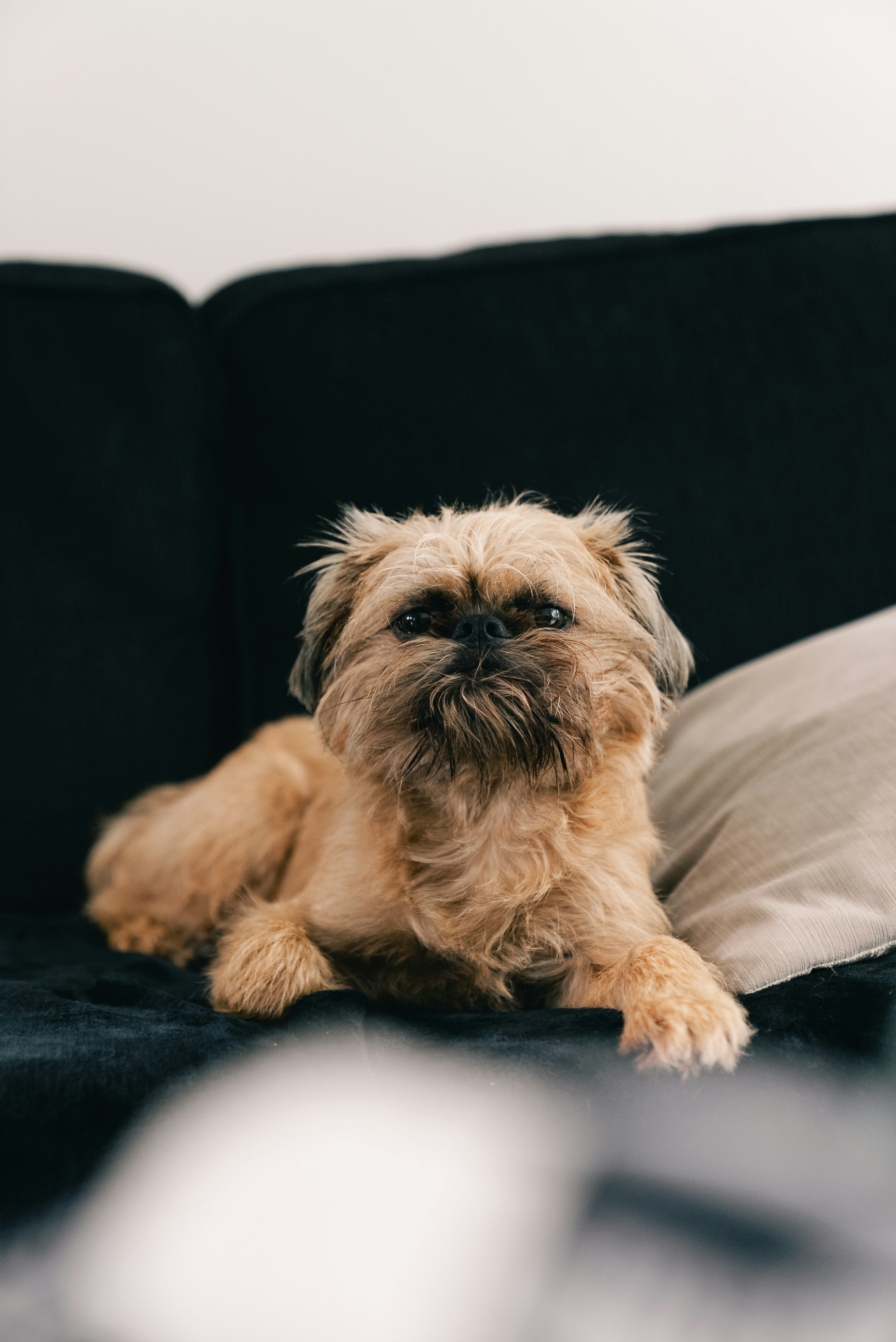 A tan Brussels Griffon dog lying on a black sofa next to a pillow