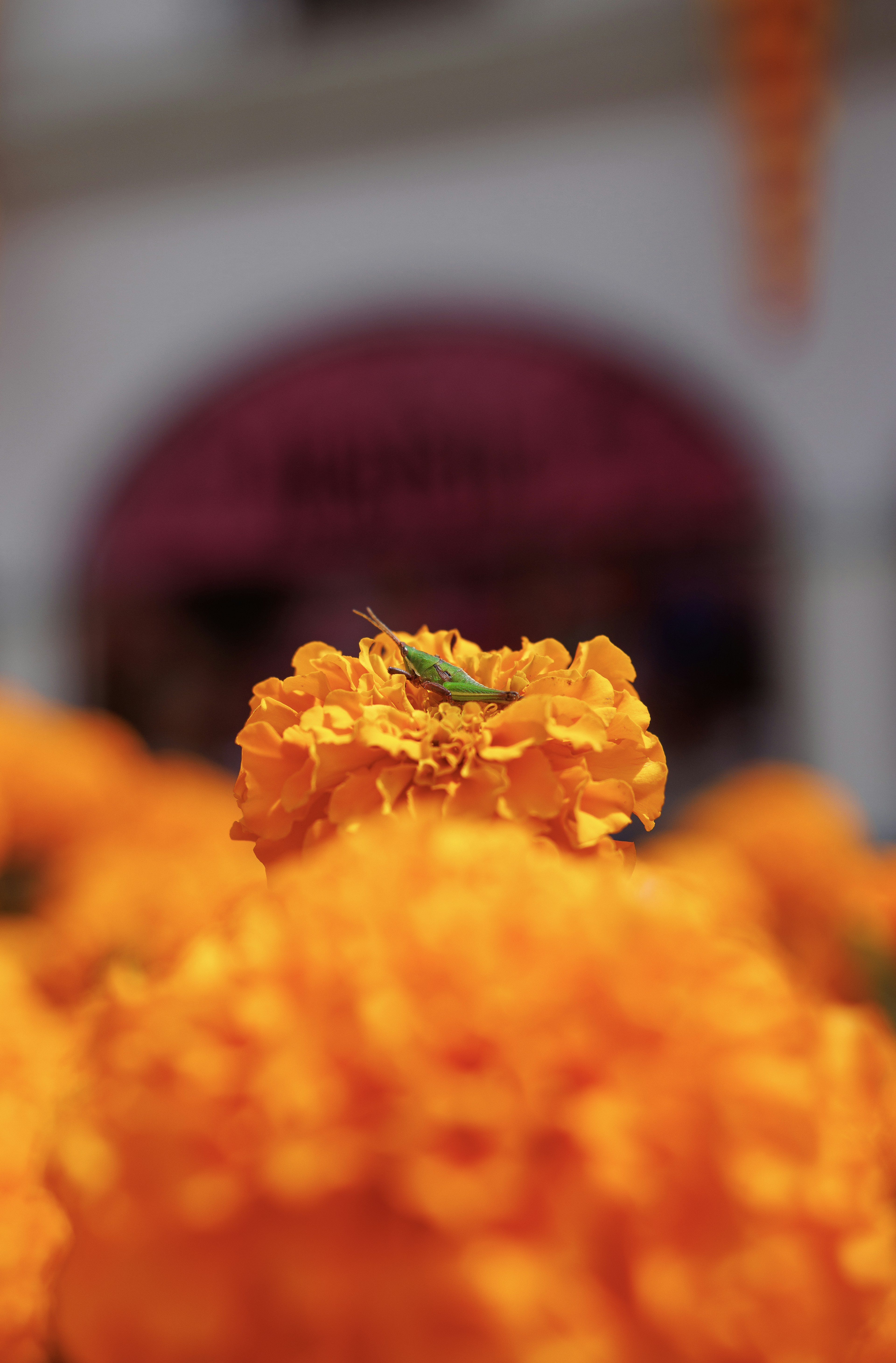 A small green grasshopper perched on a vibrant orange marigold flower