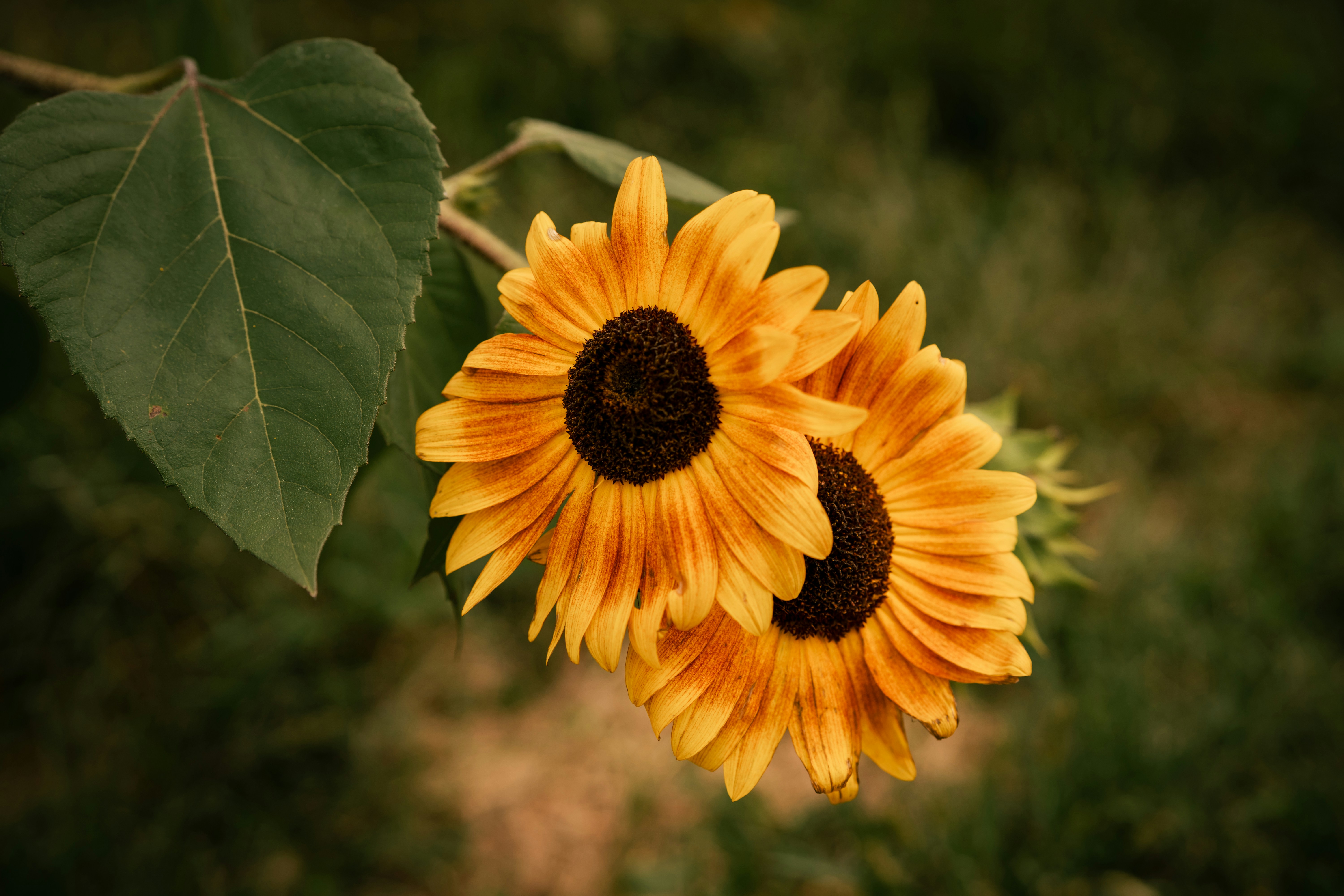 Two yellow sunflowers with dark centers and a large green leaf
