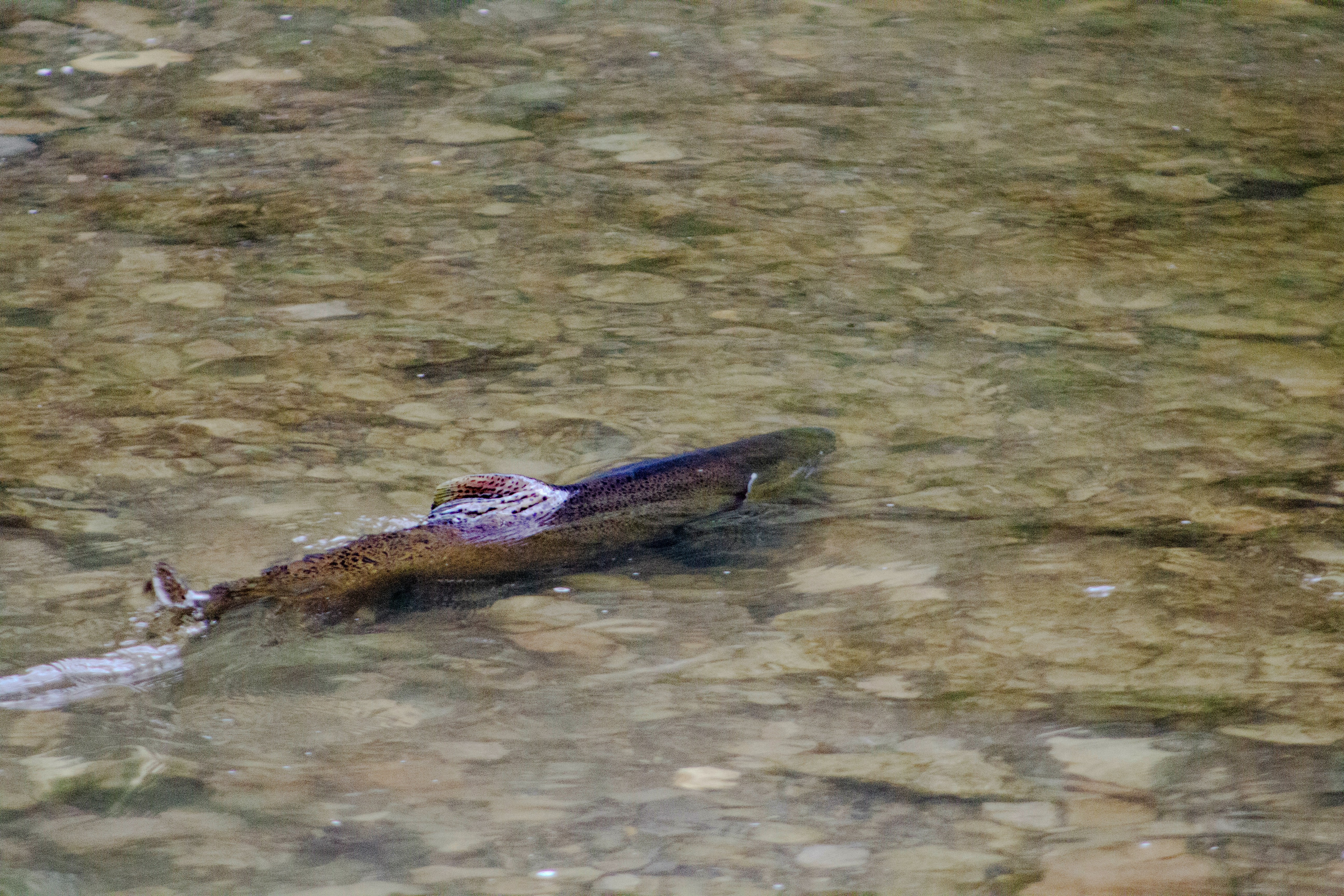 サケ不漁の手がかりは稚魚が海に出た直後にある