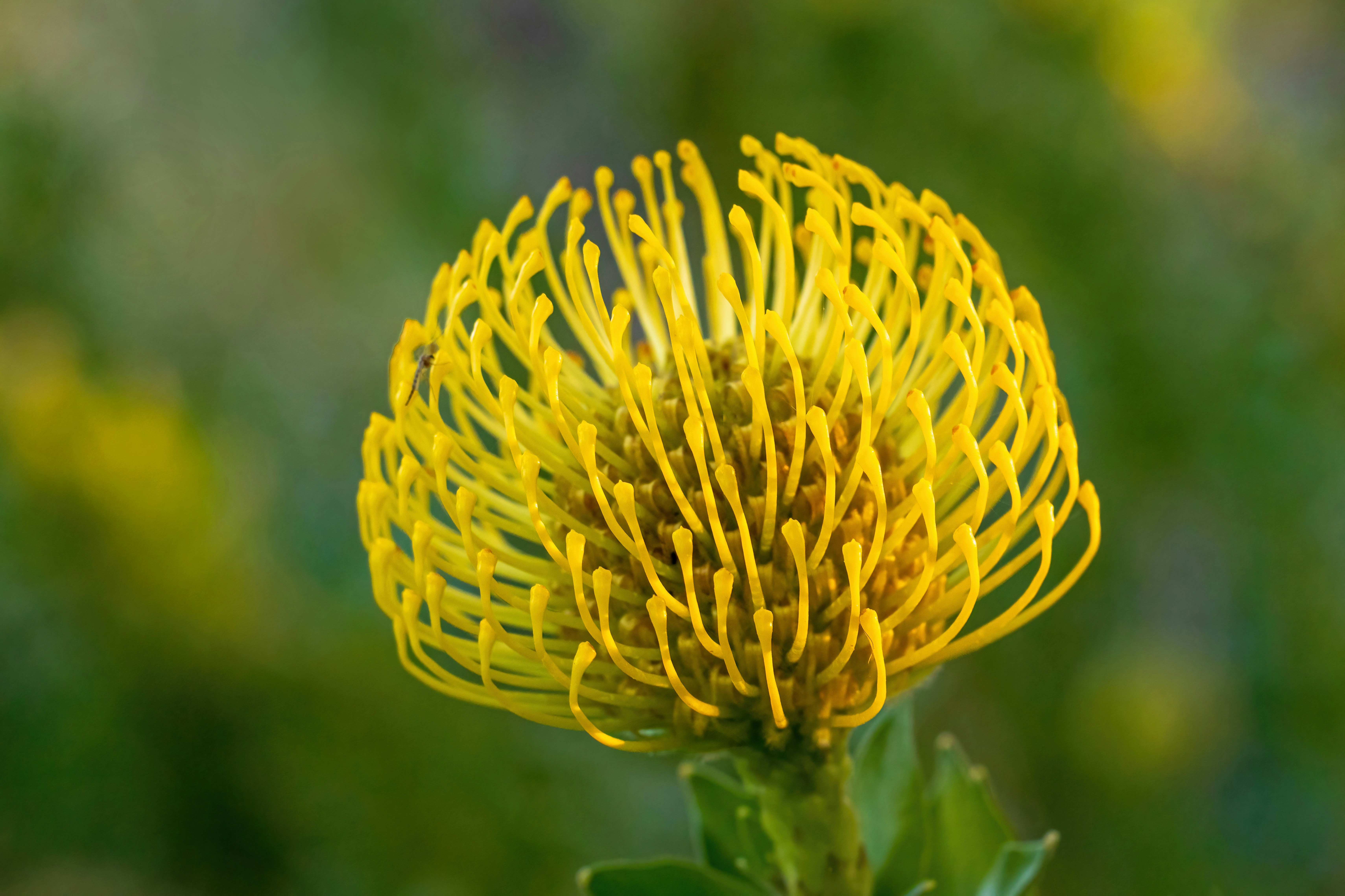 A bright yellow pincushion protea flower with long curved stamens against a blurred green background