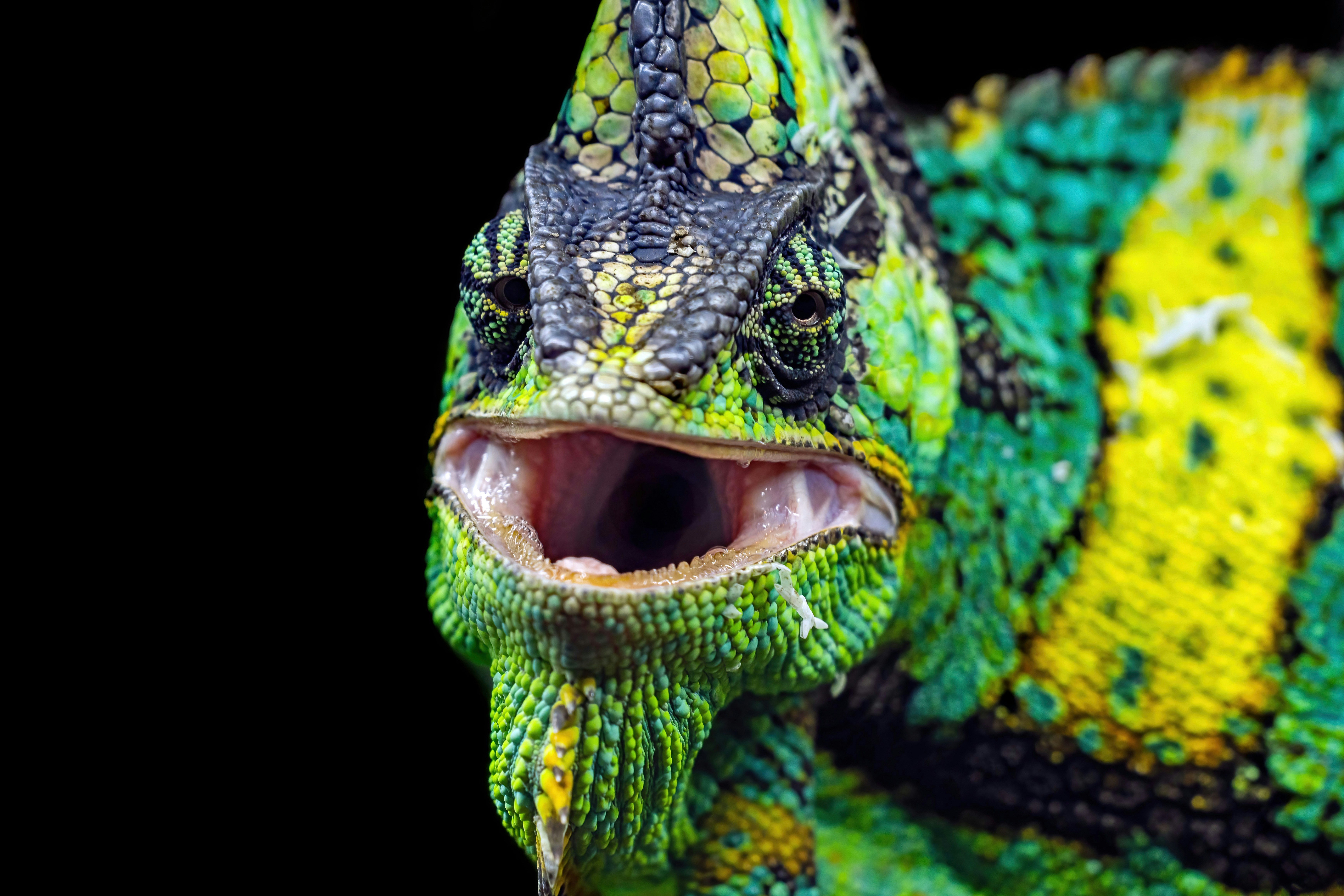 A veiled chameleon with a textured green and yellow body and open mouth