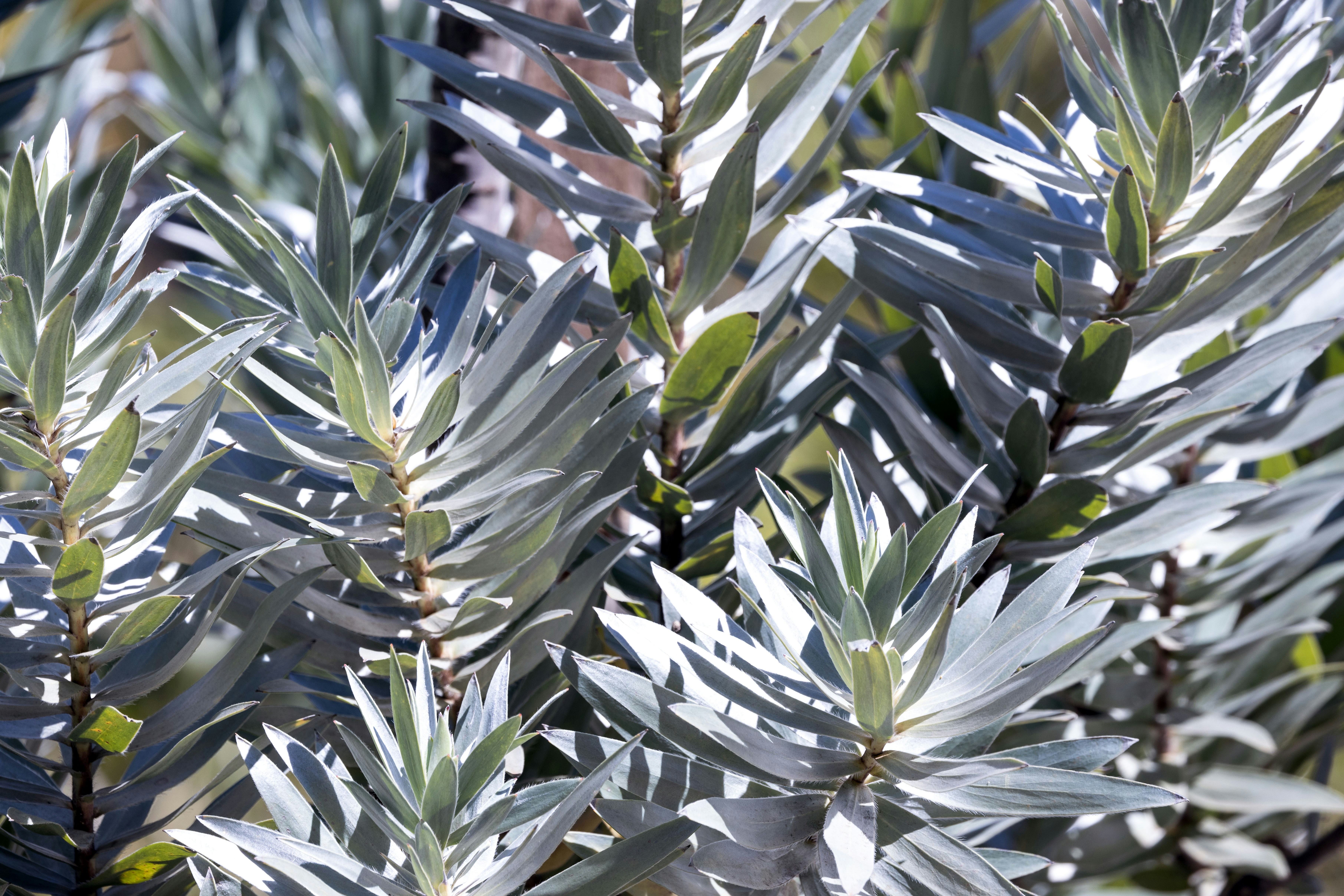 Close-up of silver-green leaves on a Leucadendron plant in bright sunlight