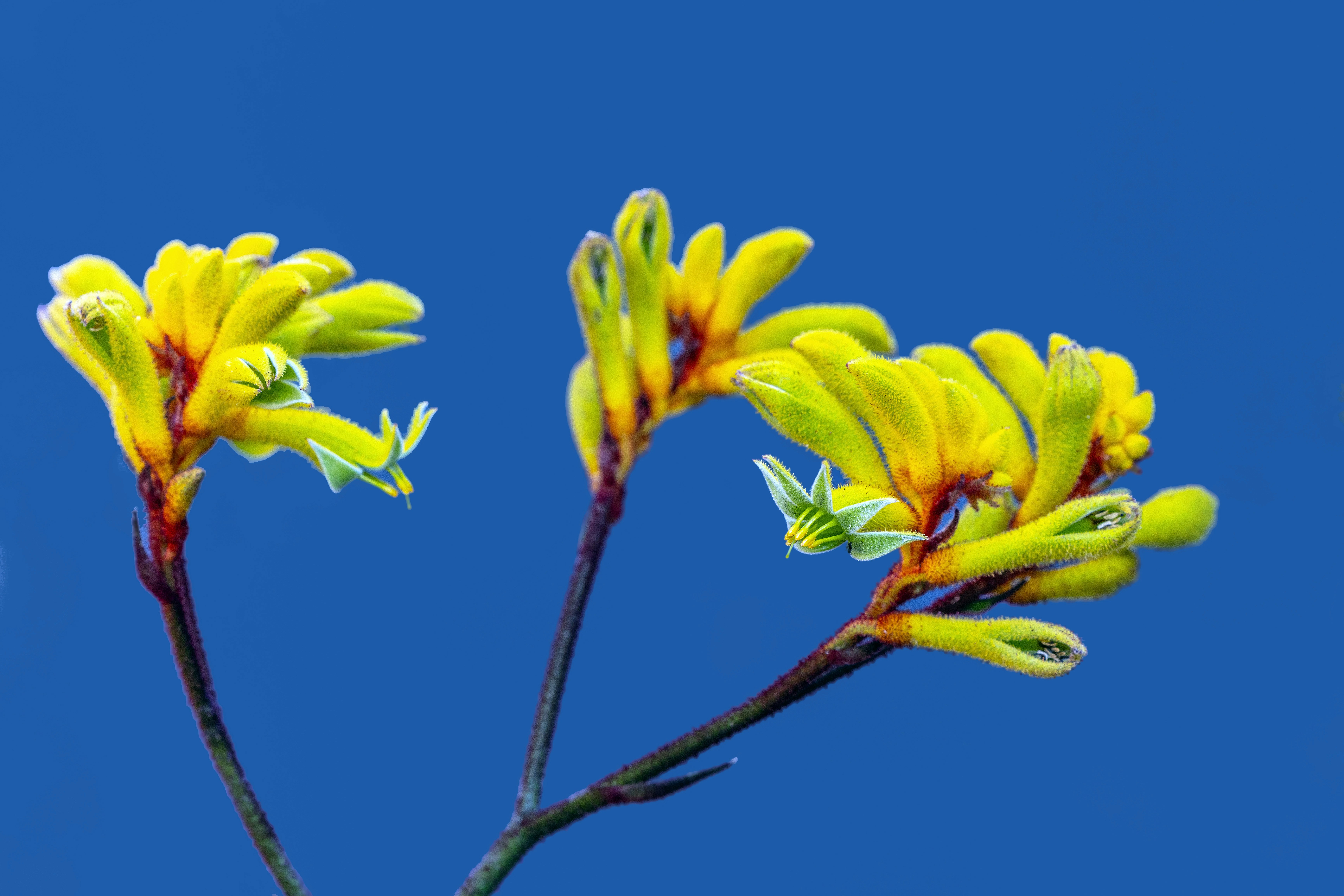 Yellow kangaroo paw flowers with fuzzy petals against a solid blue background