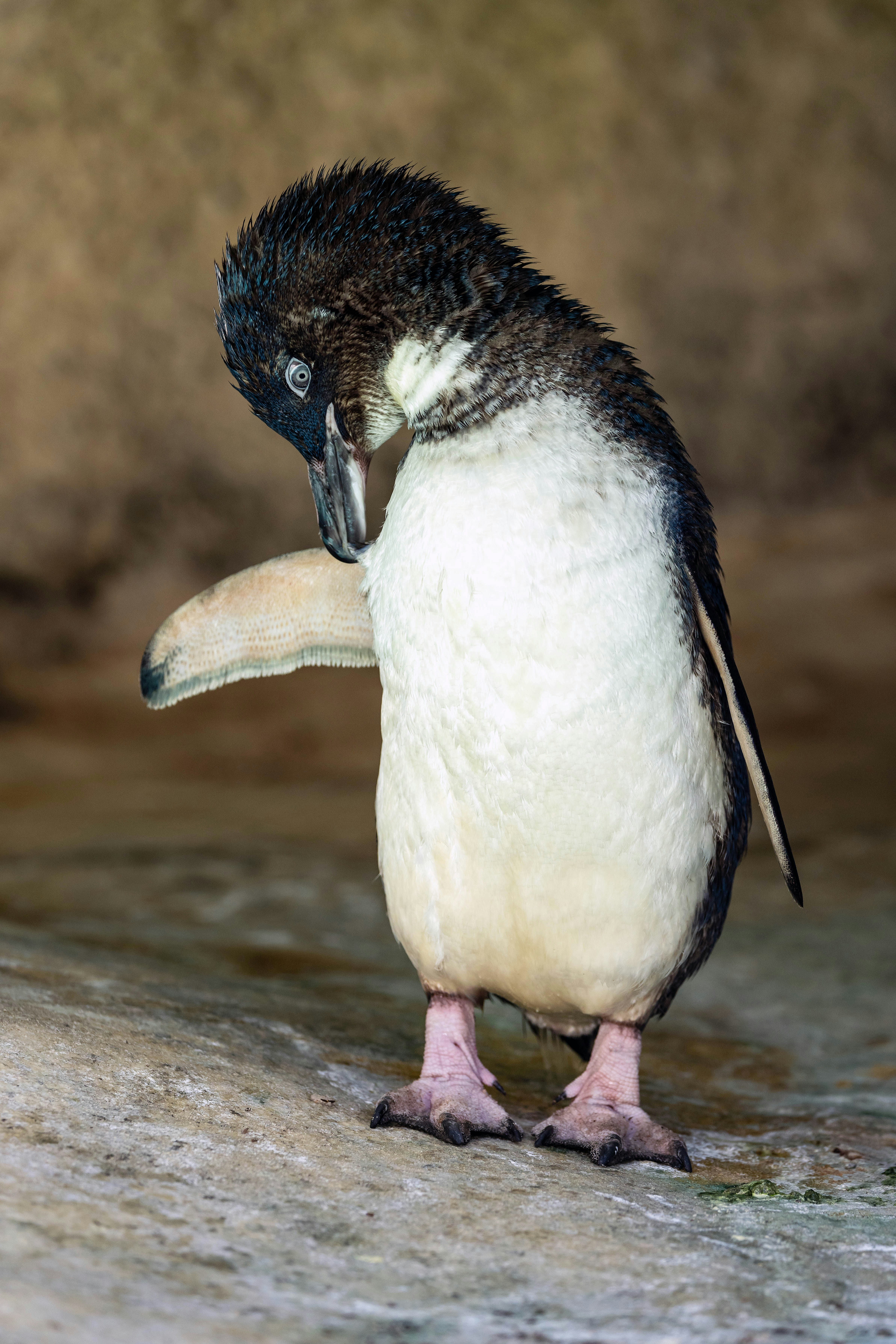 A little penguin preening its dark feathers on a rocky surface