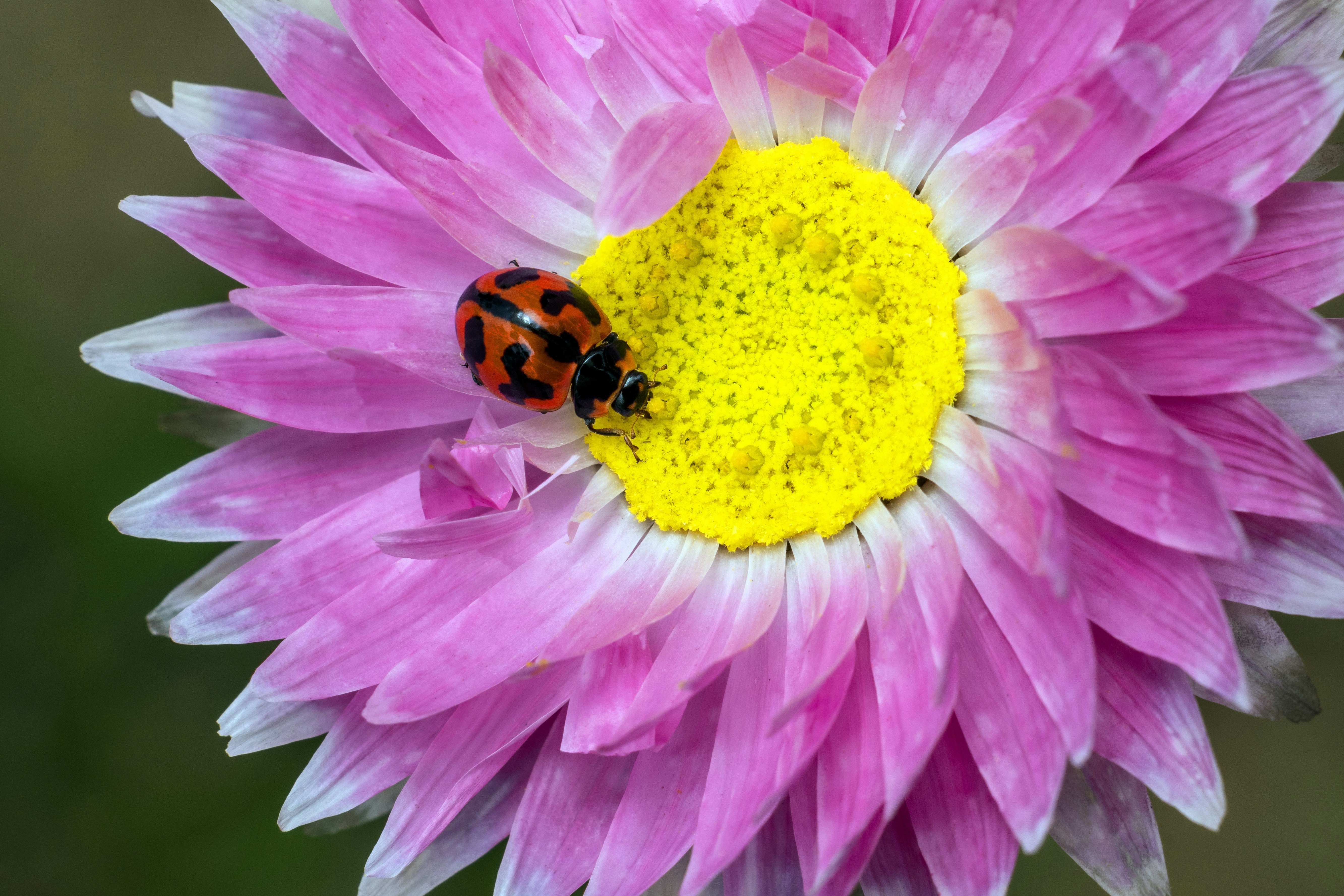 A spotted ladybug on the yellow center of a pink strawflower