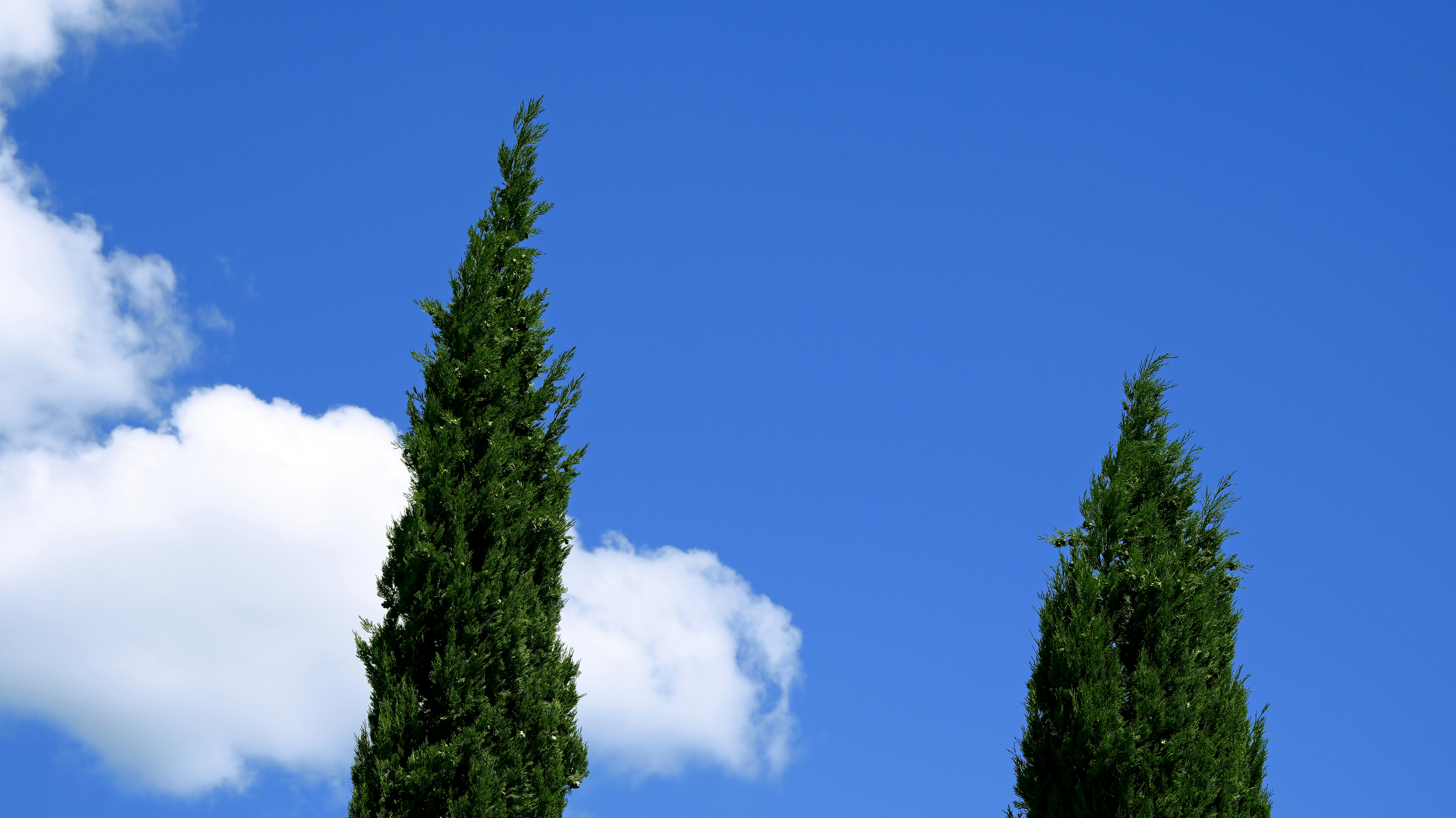 Two tall green cypress trees against a bright blue sky with white clouds