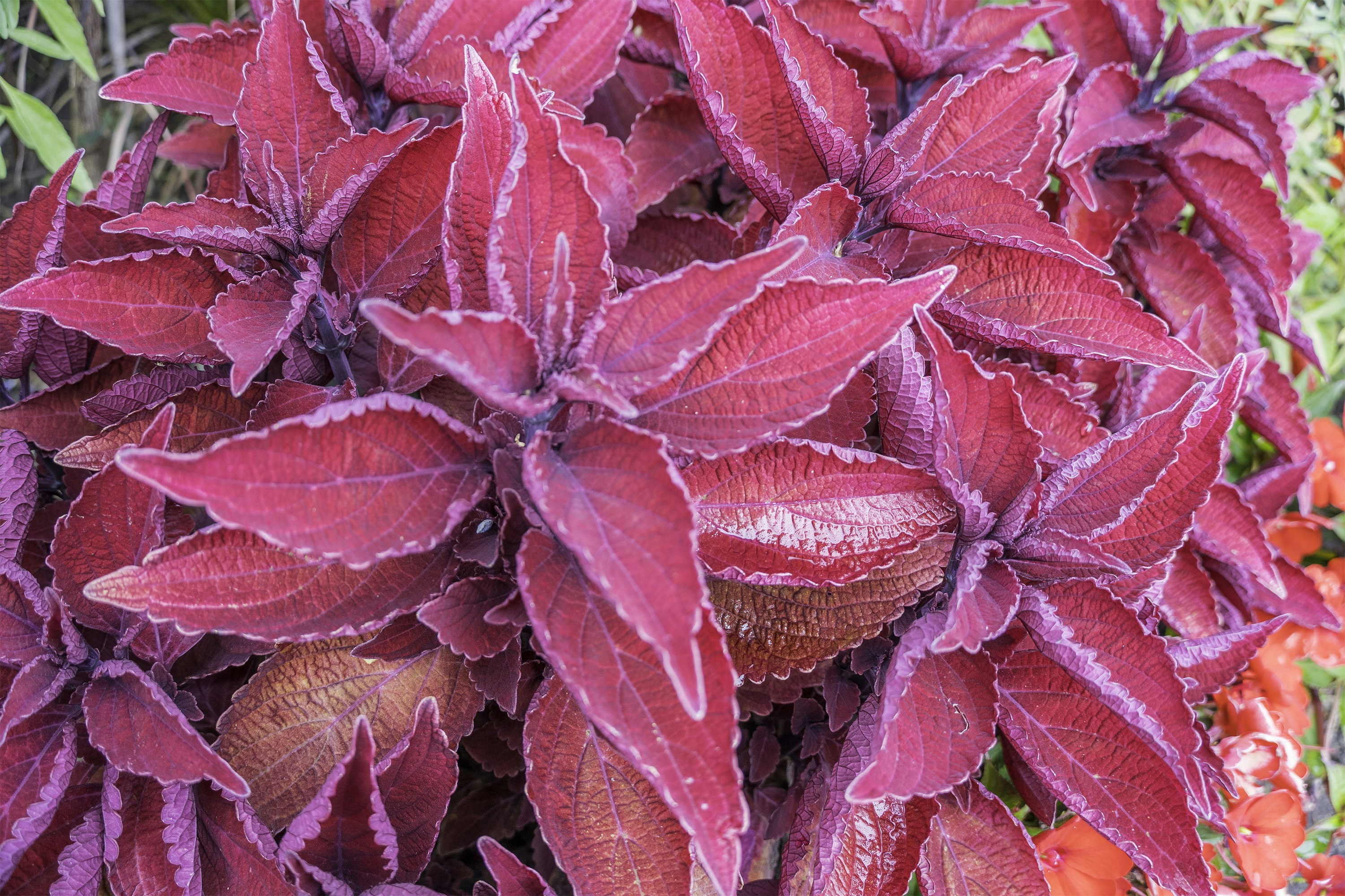 Leuchtend magenta Coleus-Blätter mit gezackten Rändern in einem dichten Gartencluster