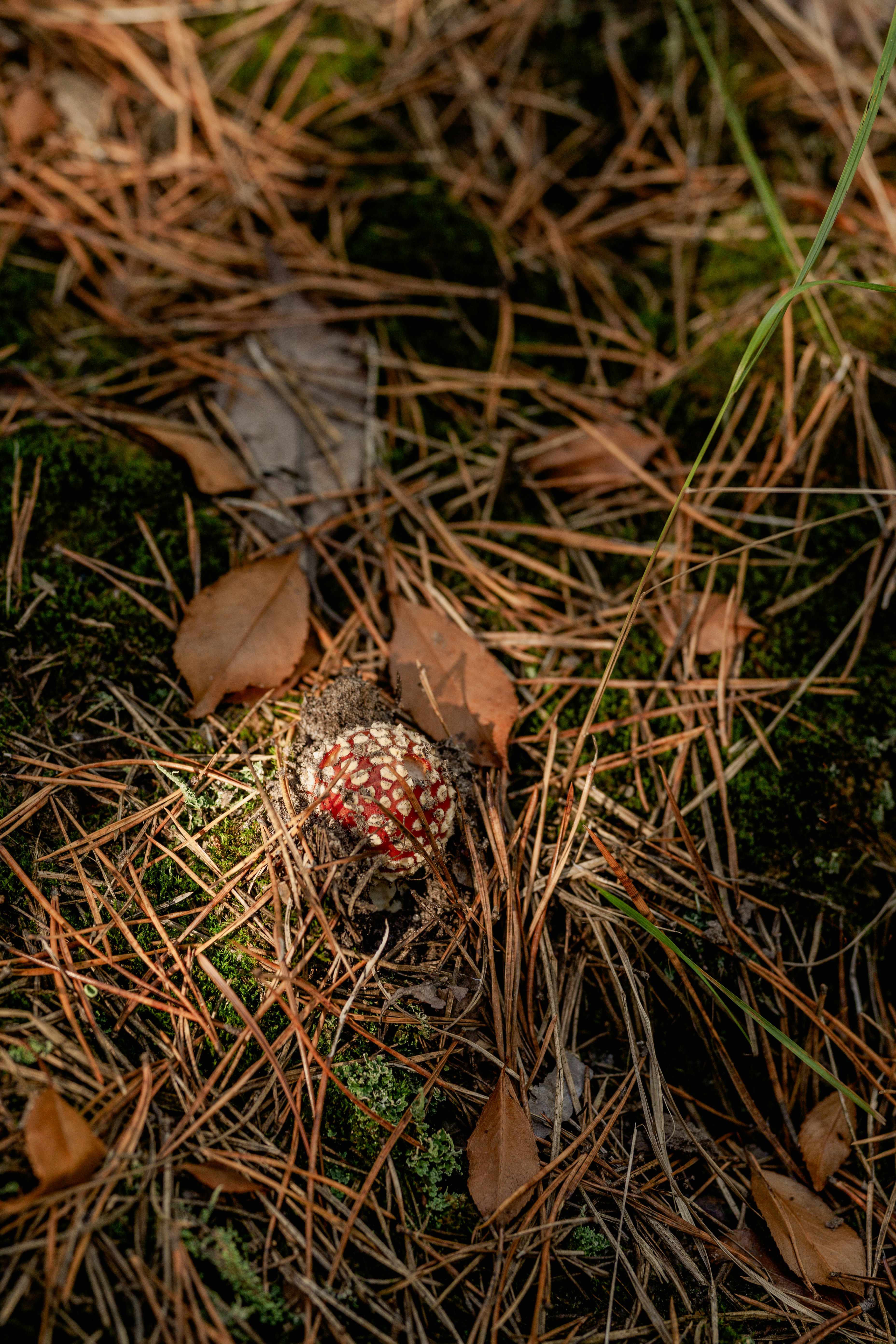 Un pequeño hongo rojo y blanco que emerge de agujas de musgo y pino