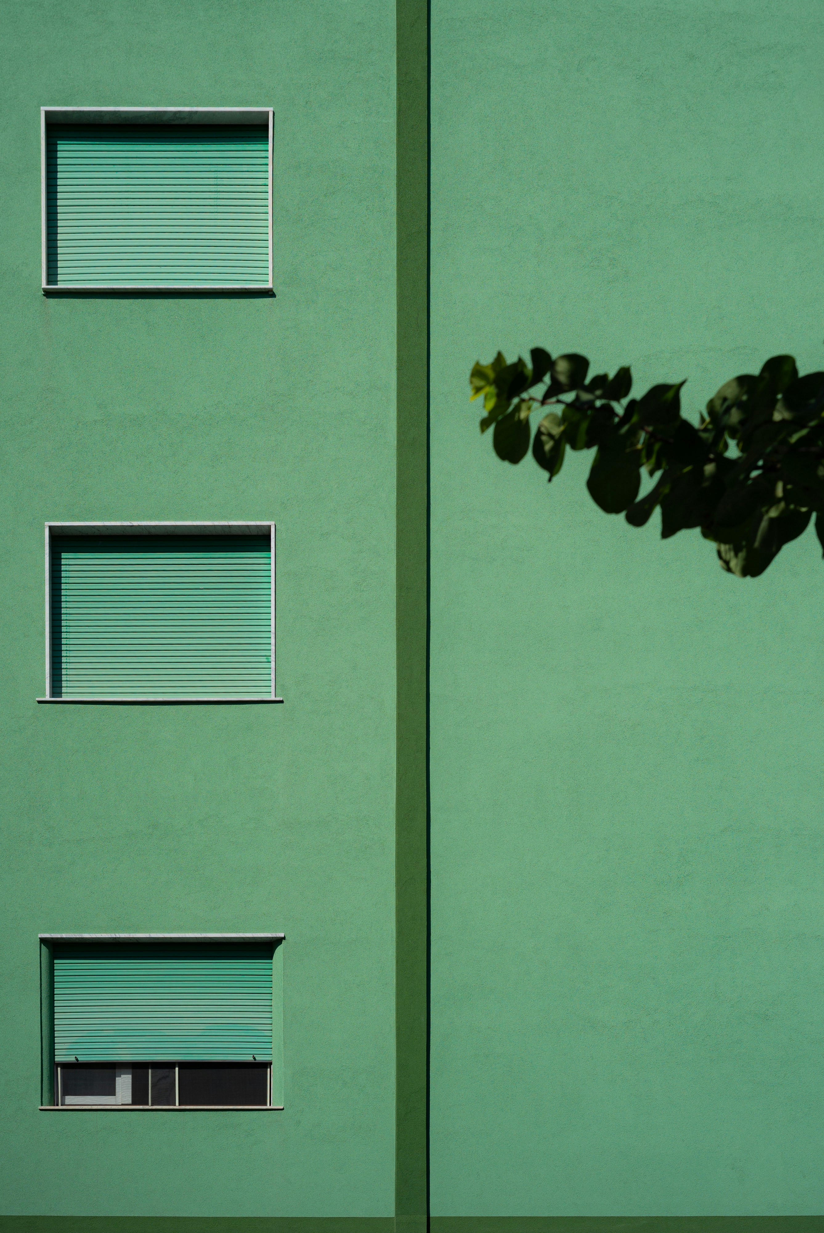 Three windows with green shutters on a flat green building facade with tree leaves