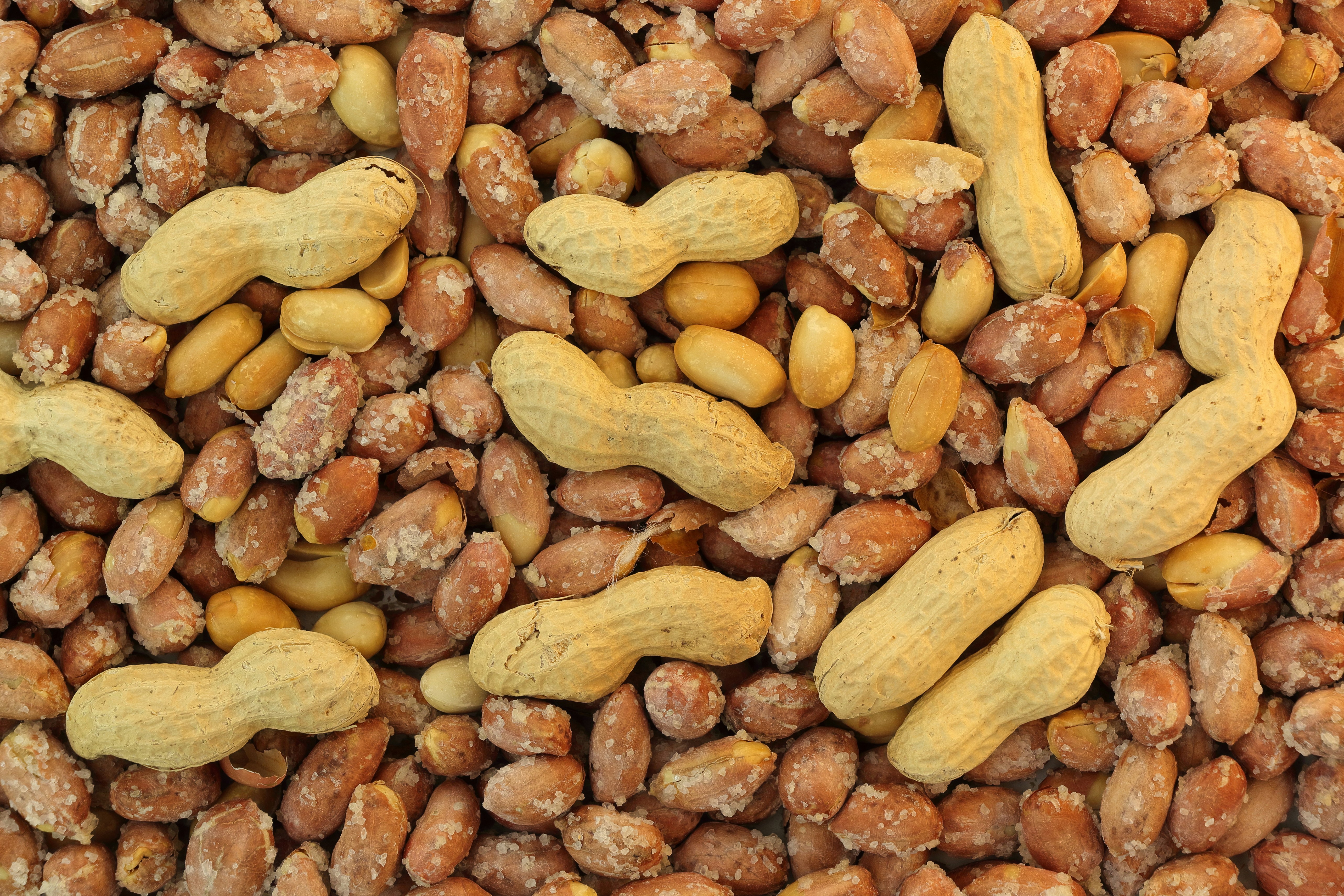 Salted peanuts in their shells mixed with roasted shelled peanuts