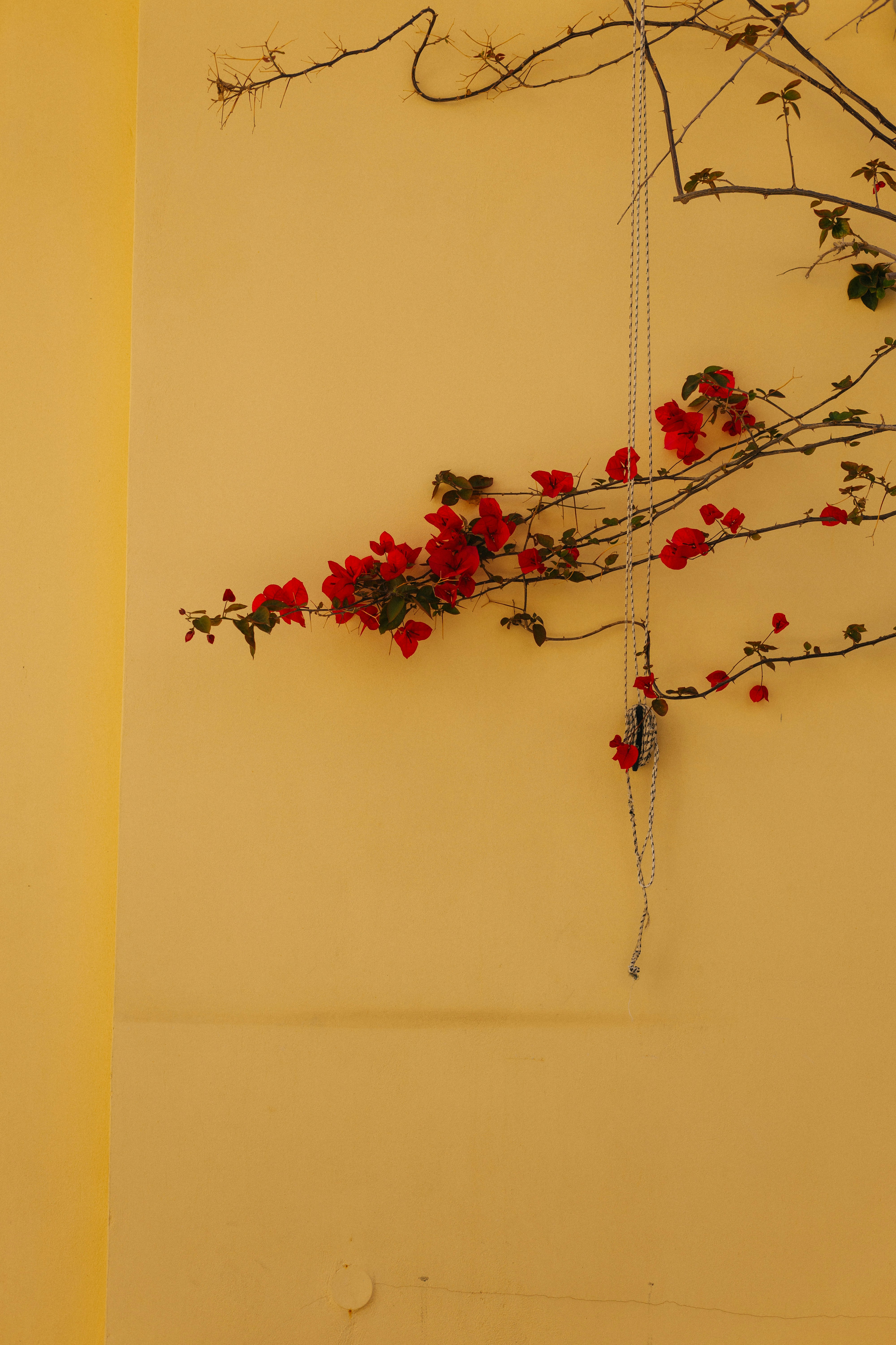 Red bougainvillea on yellow wall - Free Photo on Unsplash