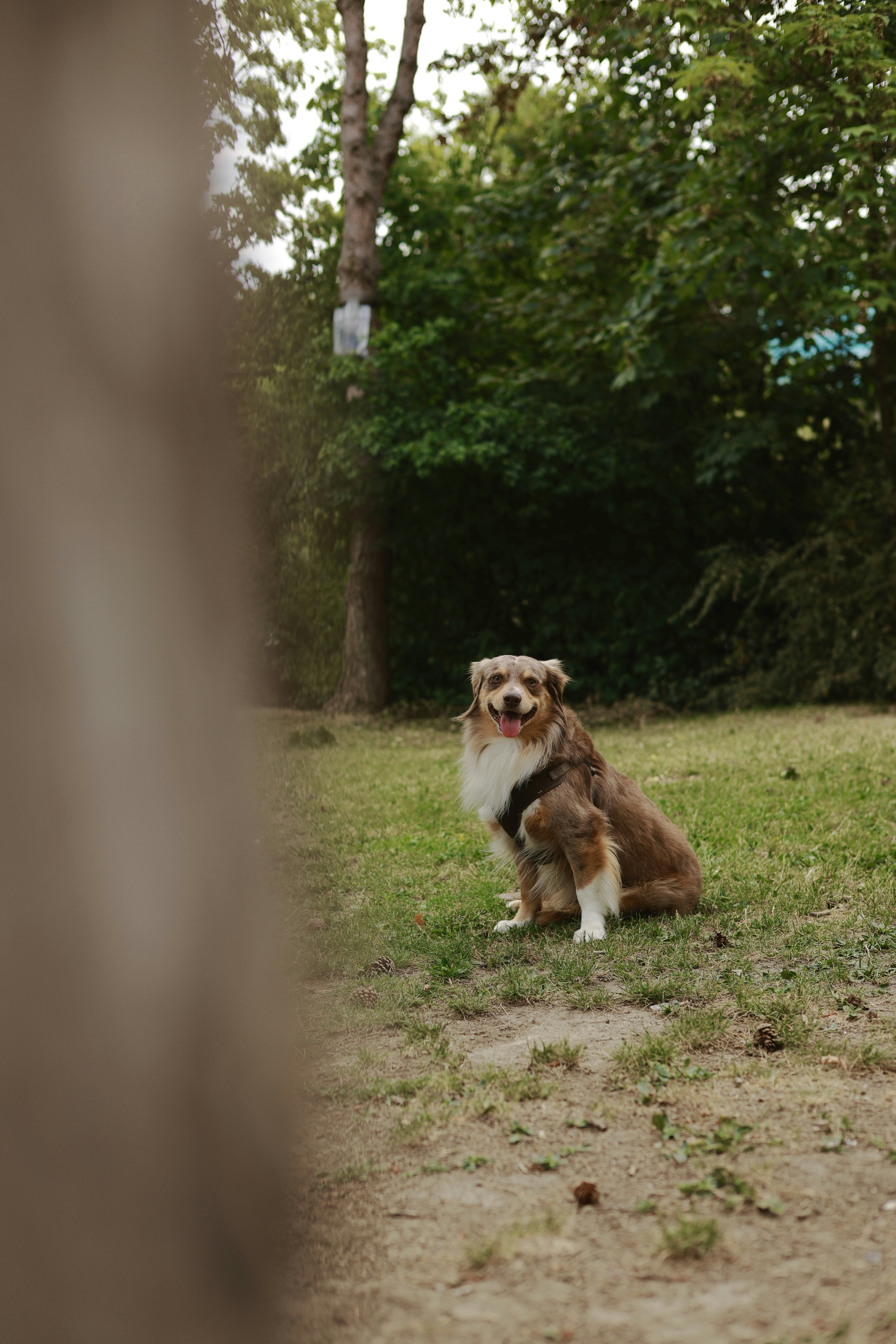 Club Canin des Hautes Haies (Jamericourt) — Jamericourt