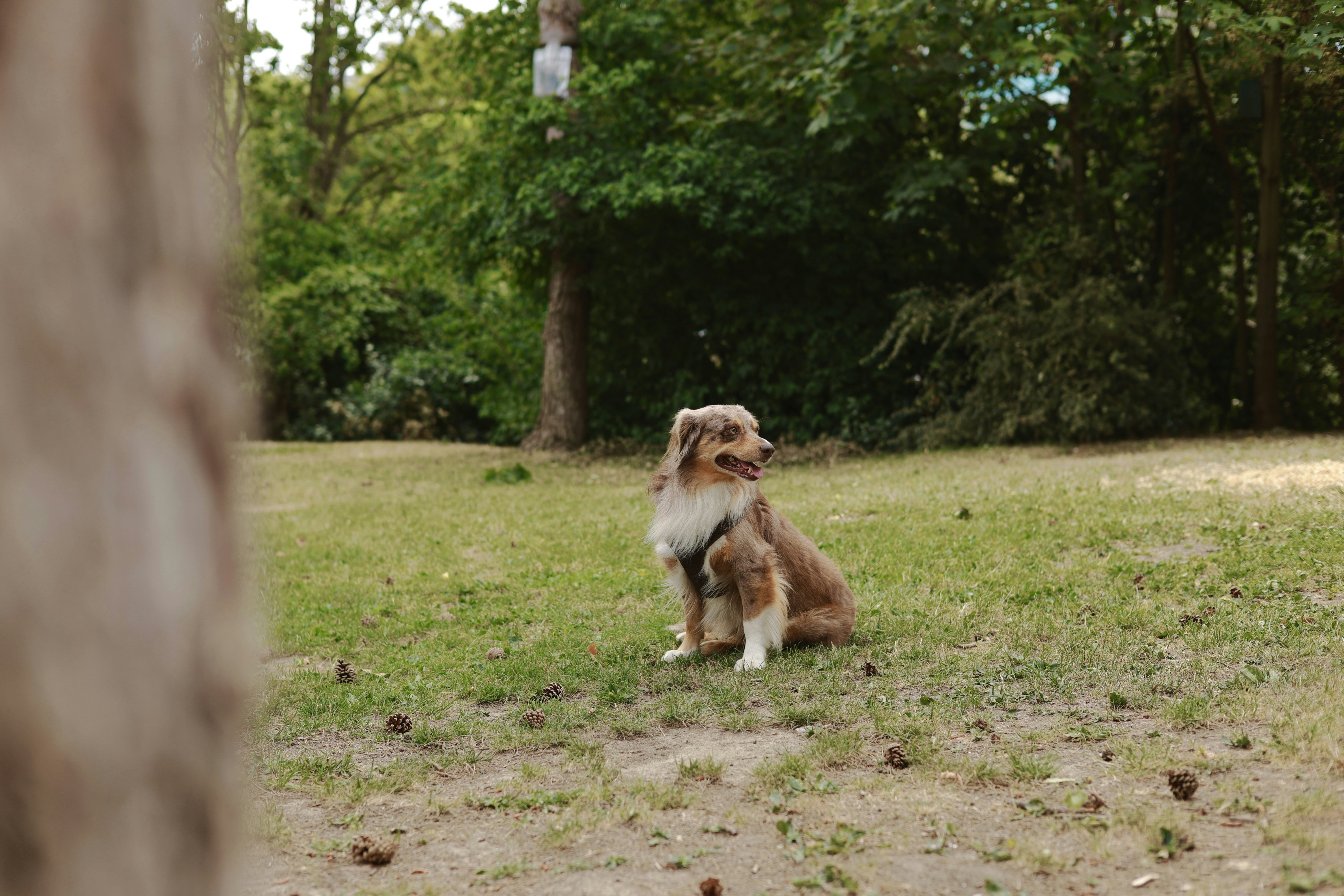 AliCat et les 40 Dogs — Angers
