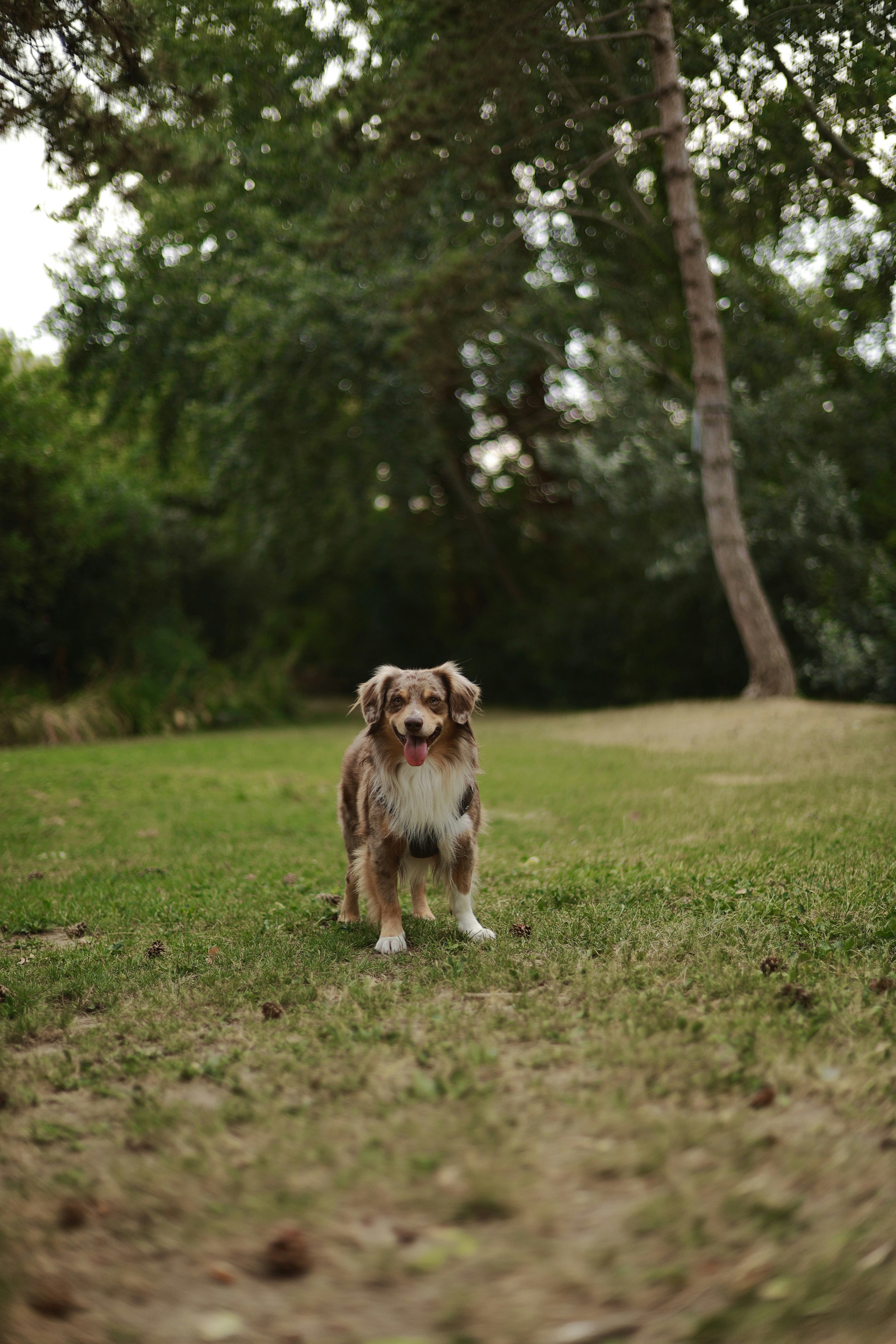Domvast Canin Club — Domvast