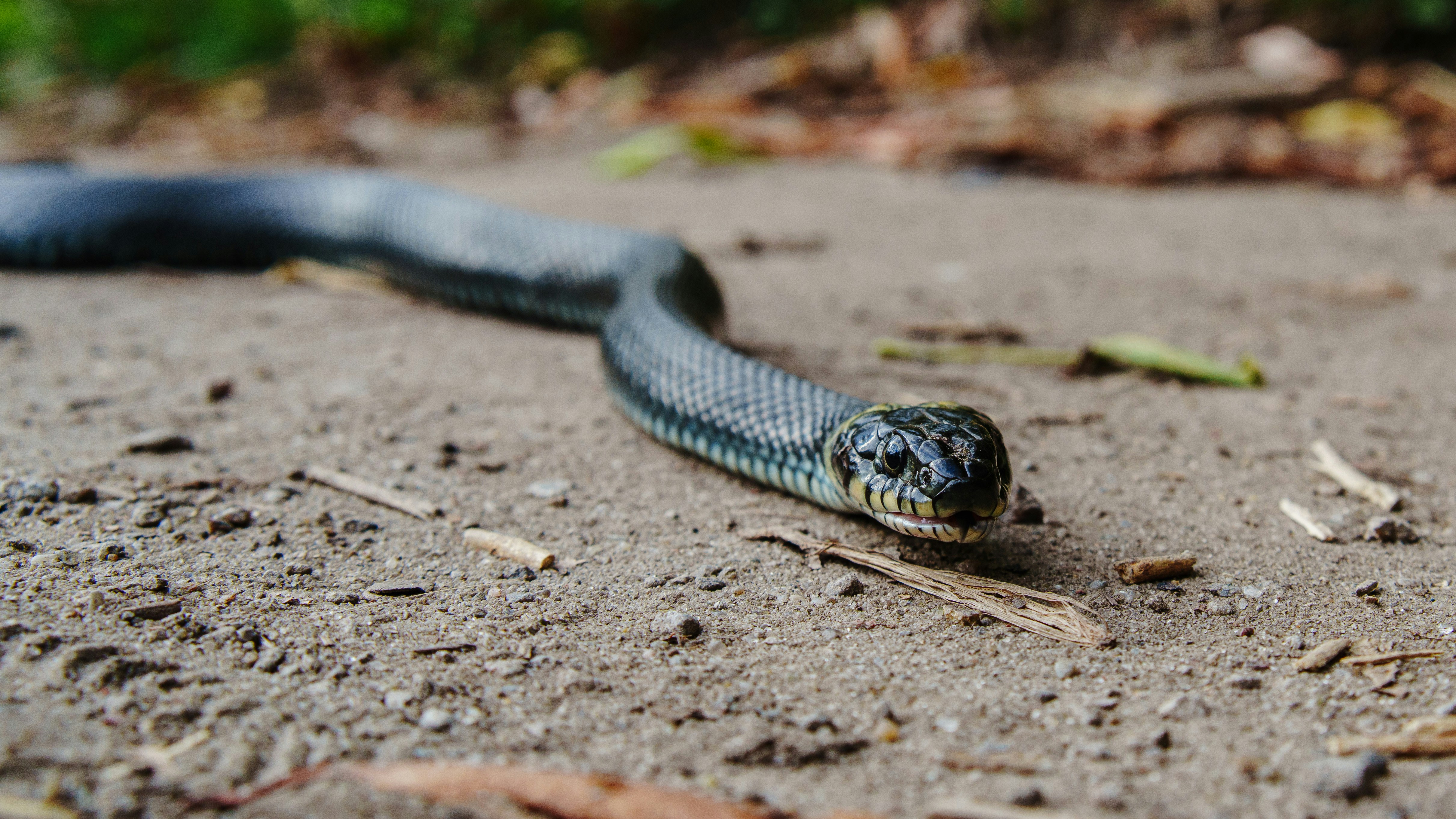 A grass snake slithering across a dirt path with scattered dry leaves