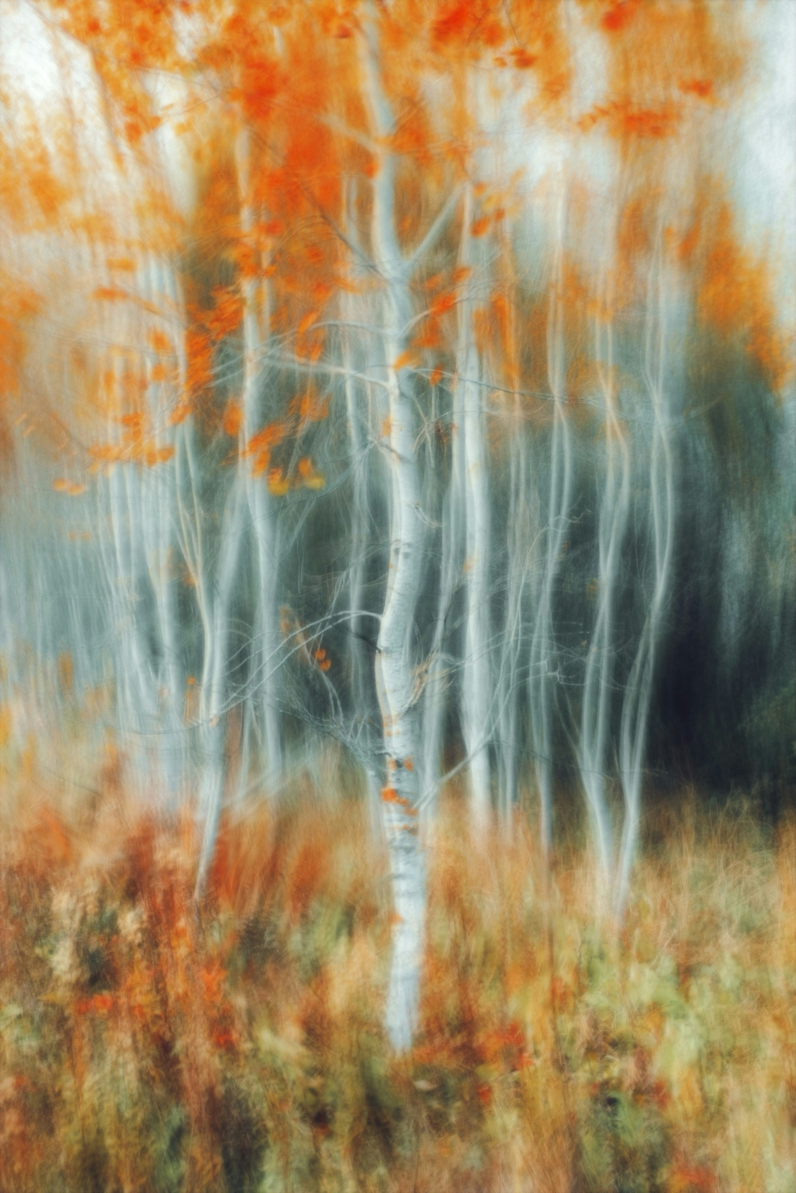 Motion blur of white birch trees with orange autumn leaves in a forest