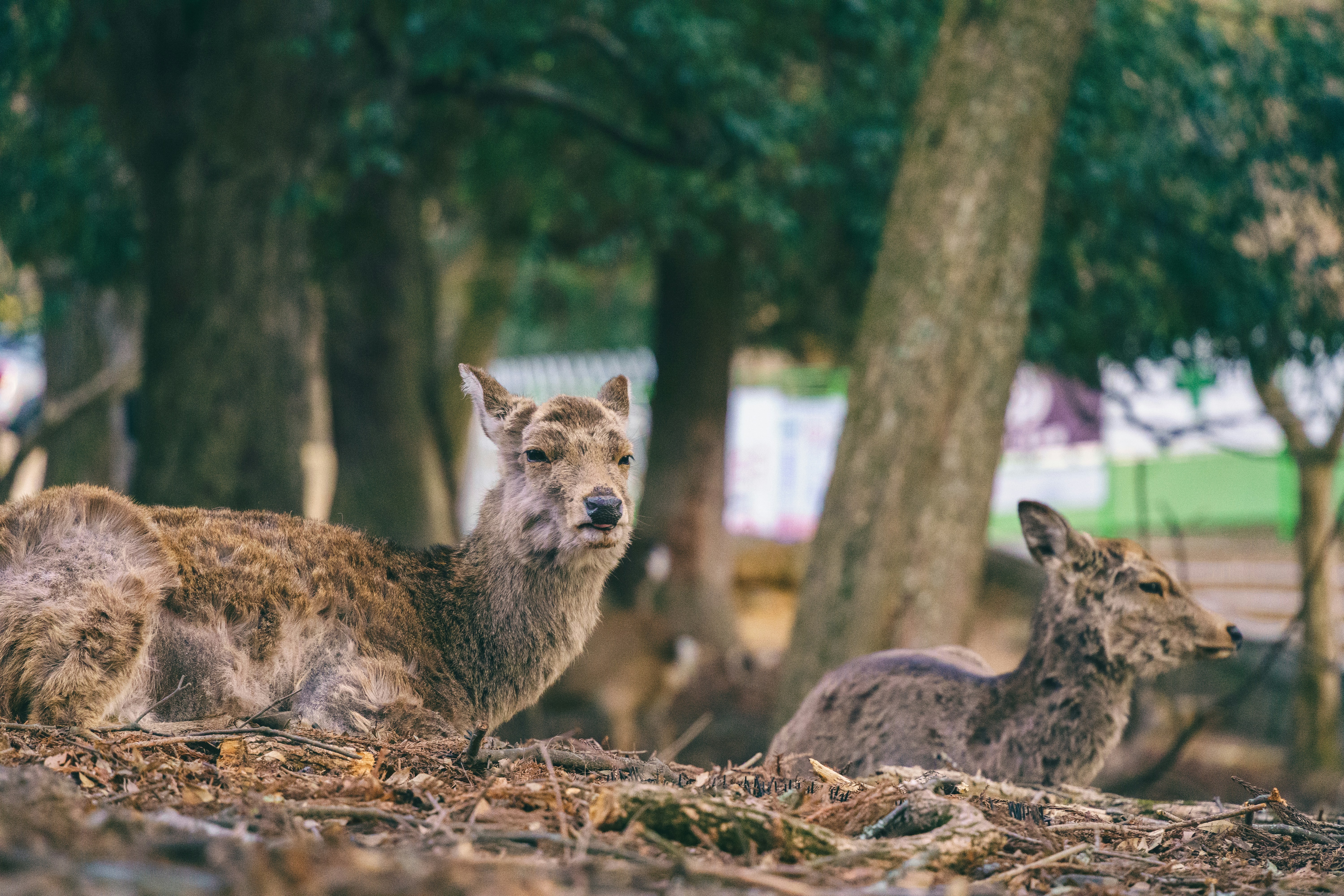Two sika deer resting on the forest floor among trees