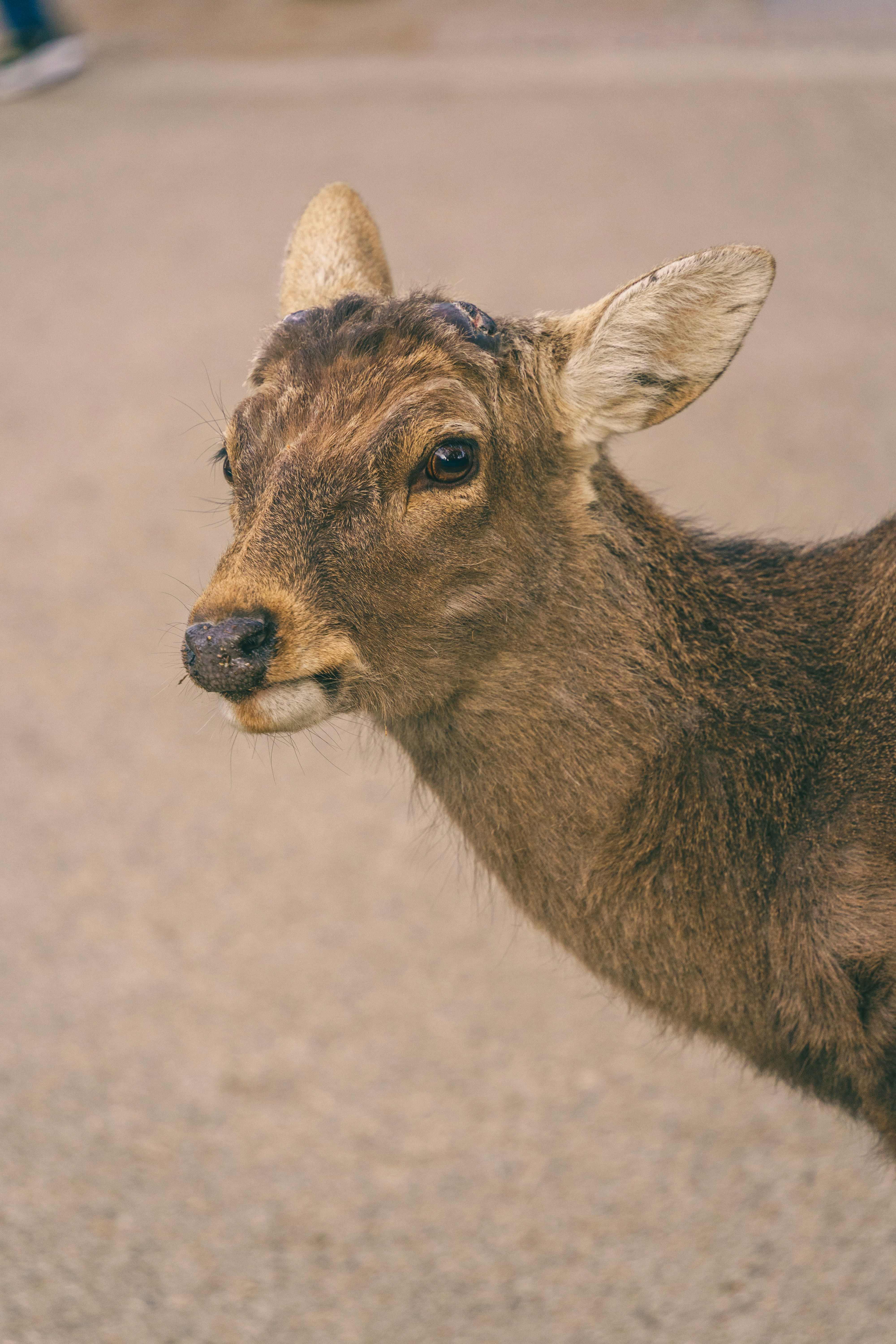 A brown deer with large dark eyes against a blurred beige background