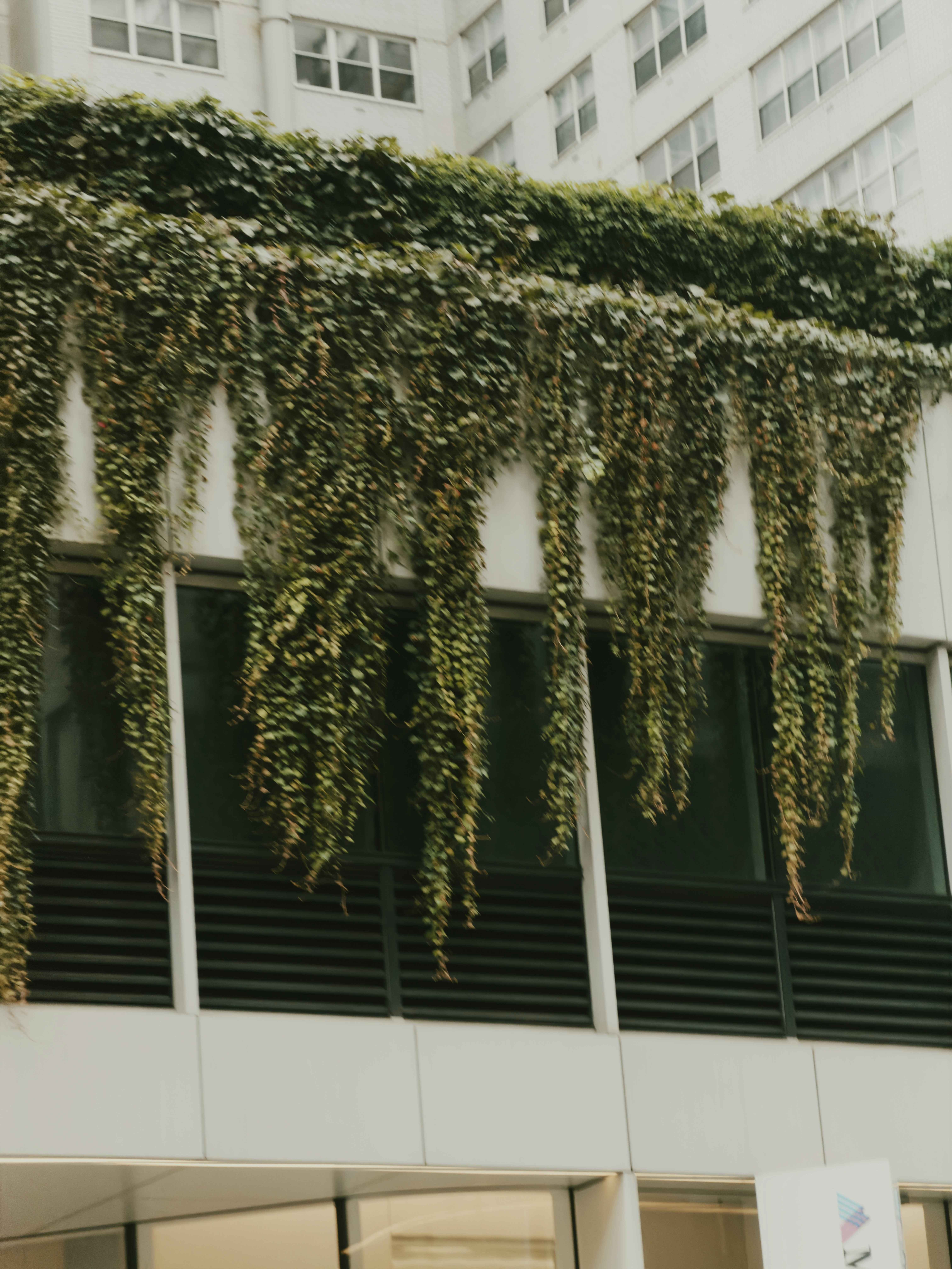 Green ivy vines cascading down the white facade of a modern office building