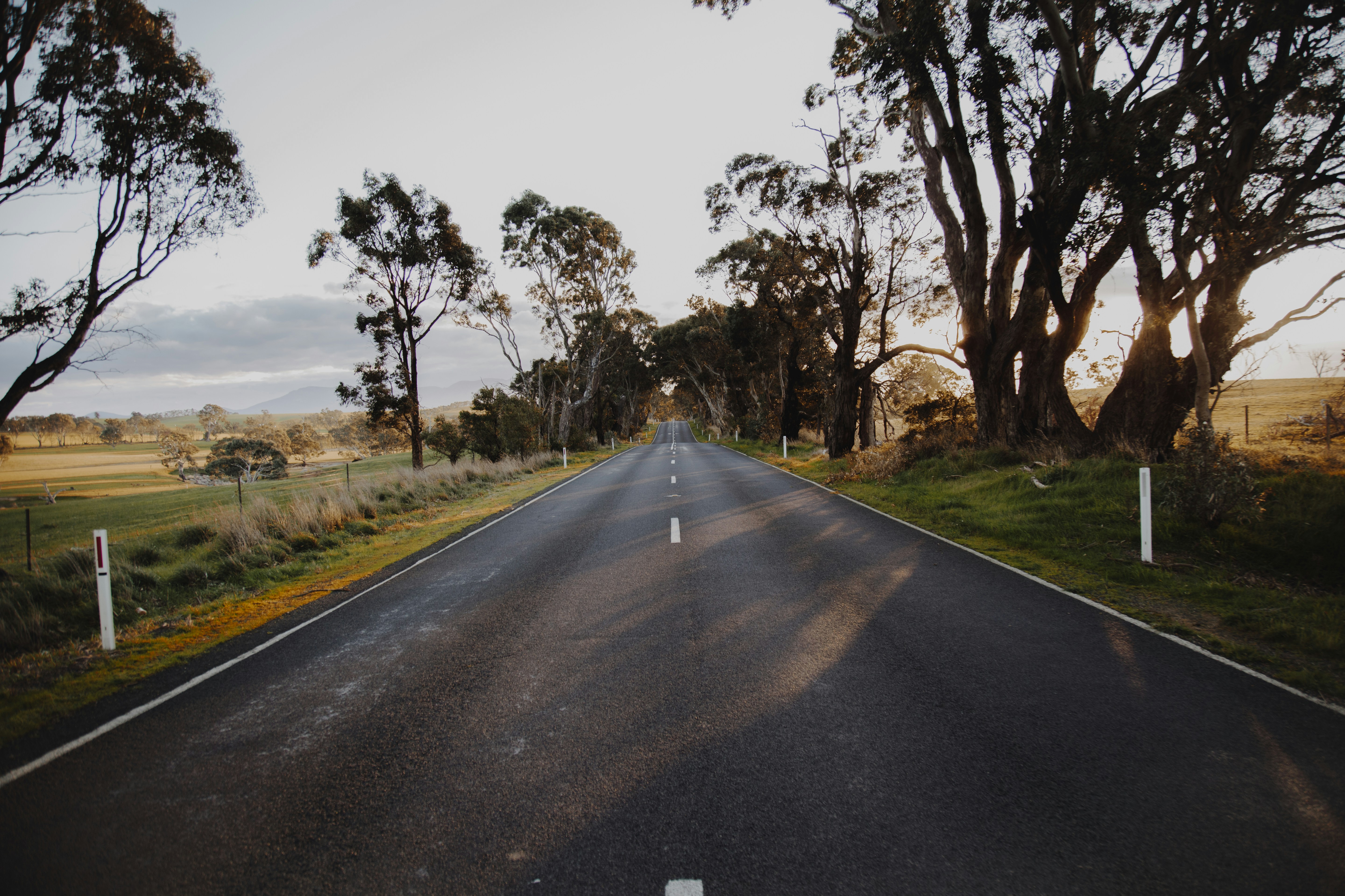 An asphalt road stretching between tall eucalyptus trees in a rural landscape