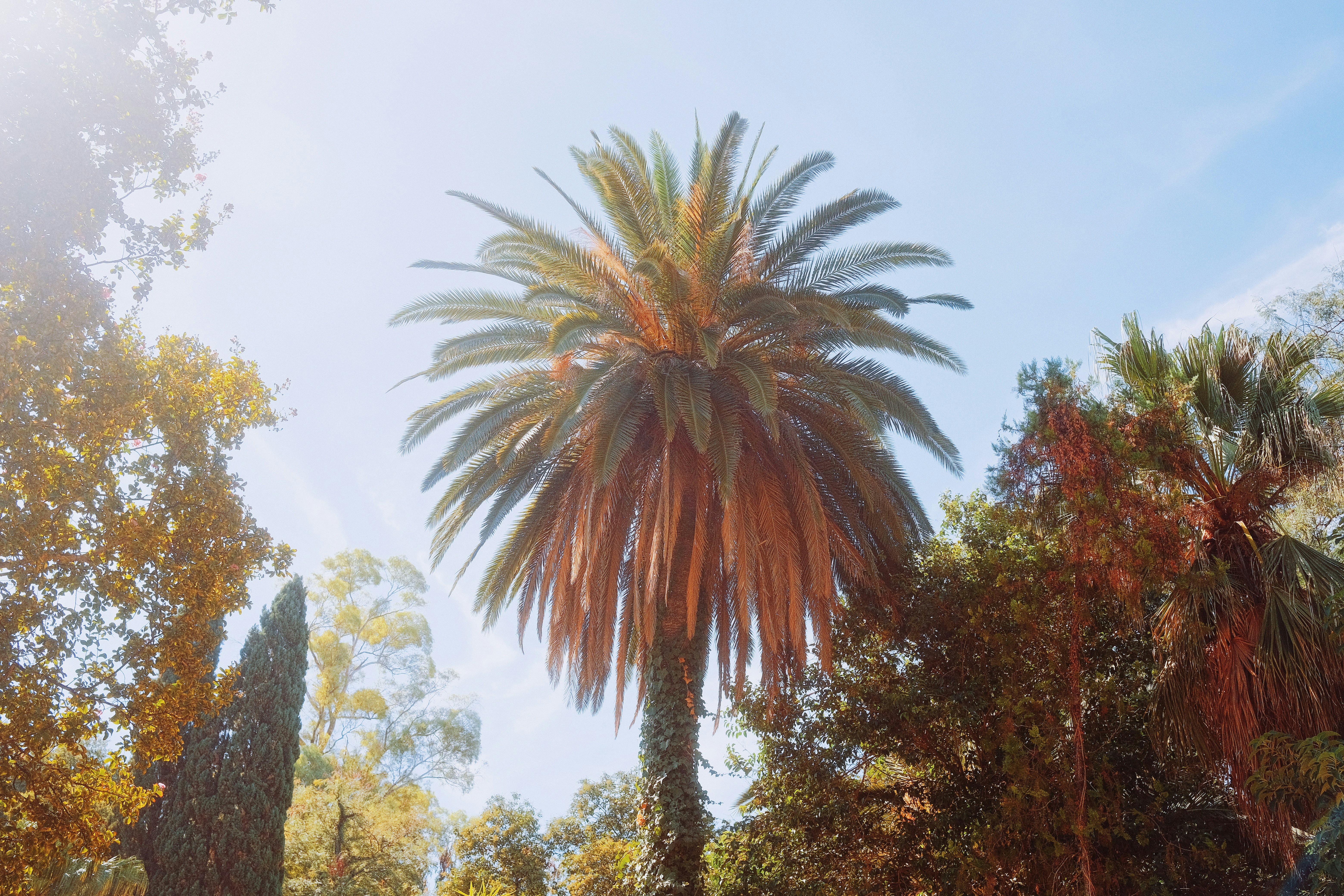 A tall palm tree centered among lush green trees under a bright blue sky