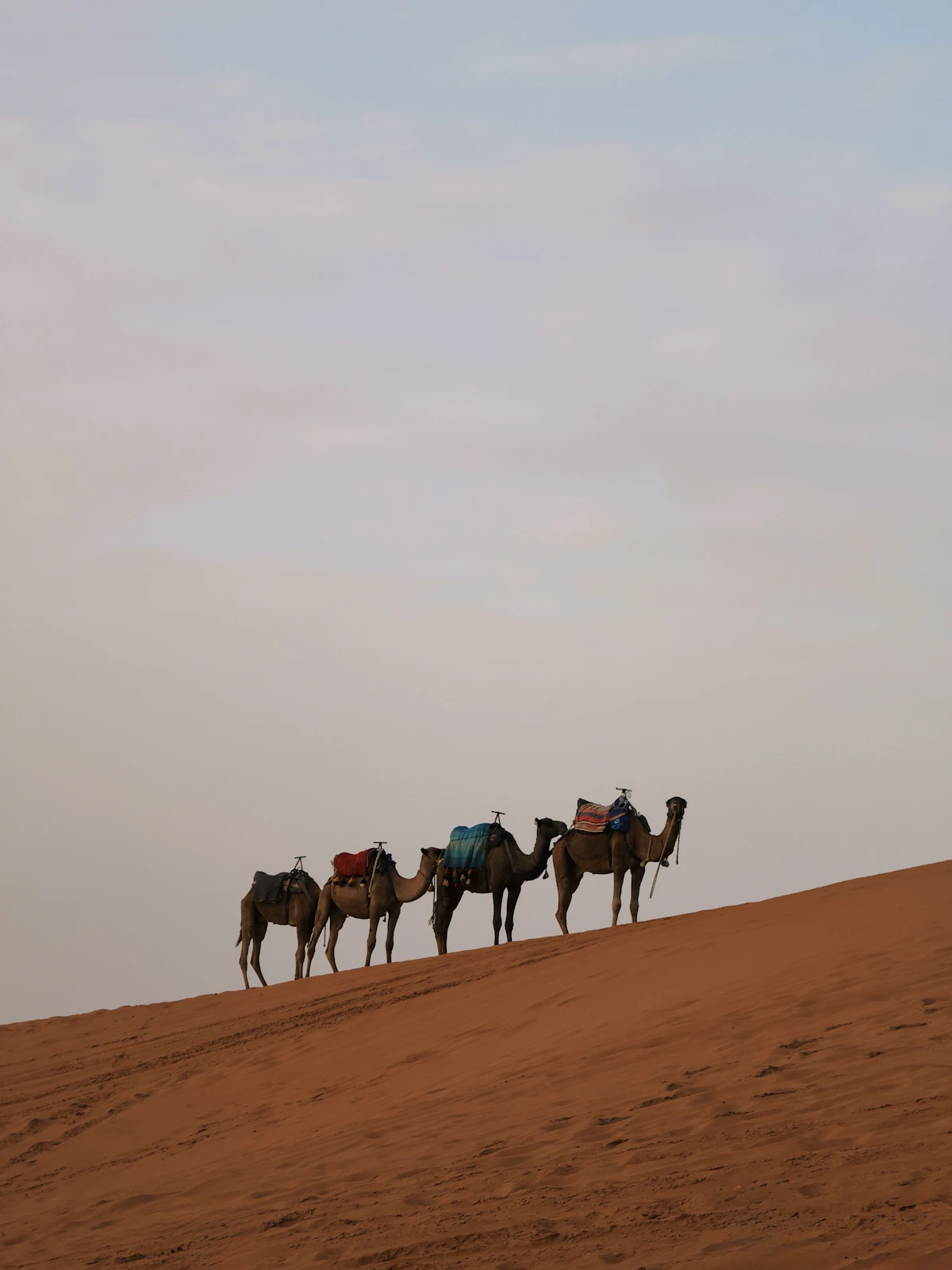Camels with colourful saddles on the orange dunes of Merzouga