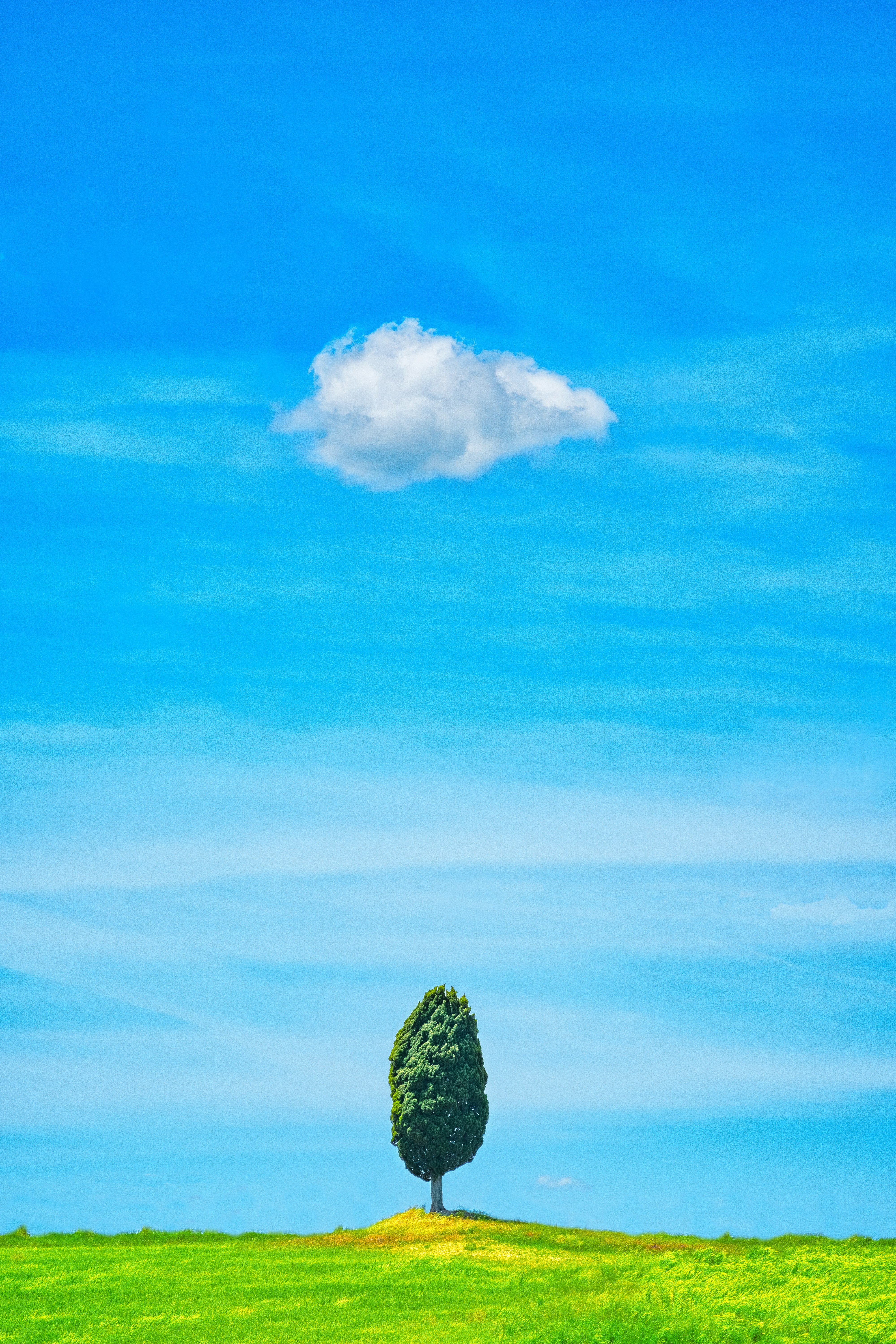 Cypress tree on grassy hill - Free Photo on Unsplash