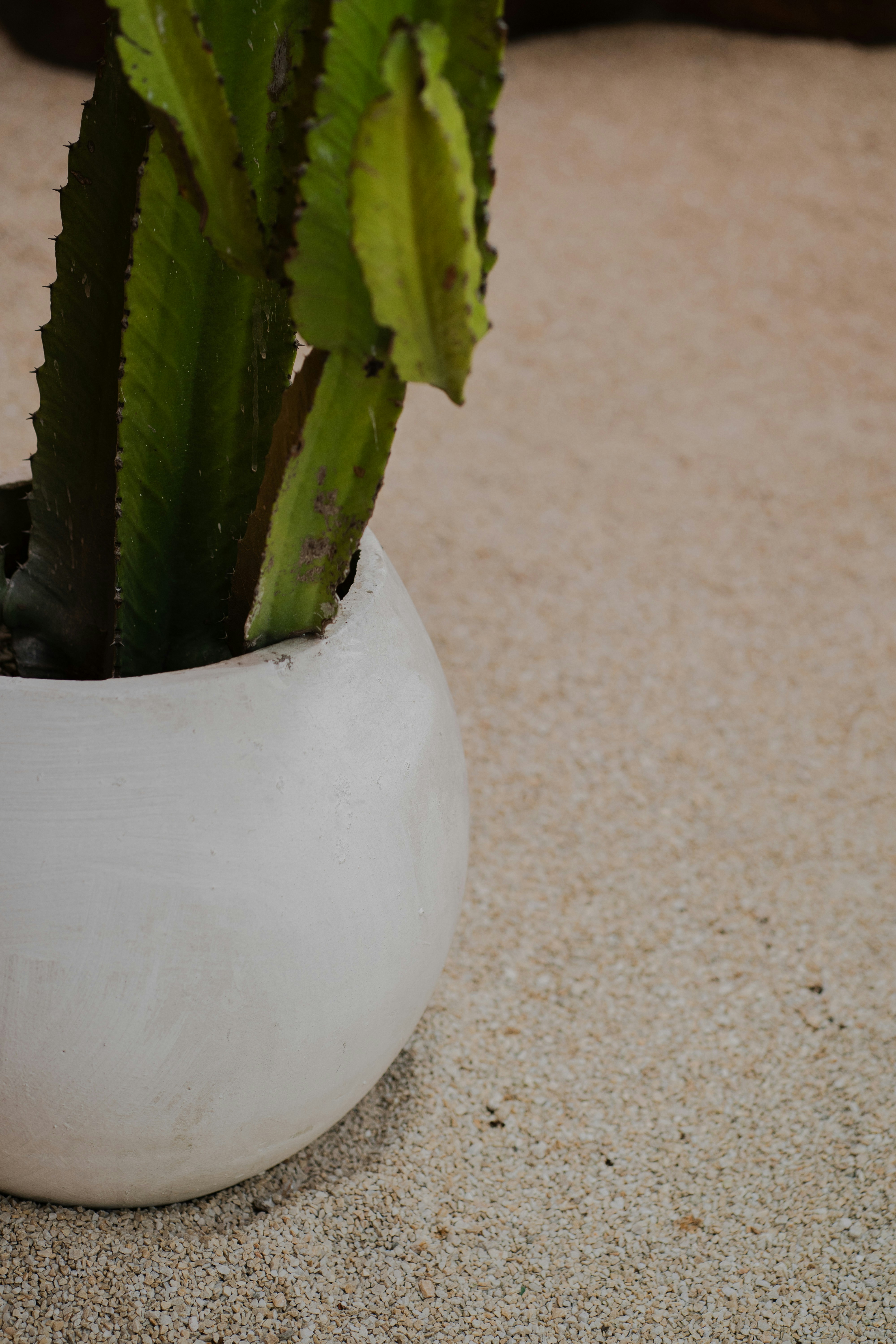 A green cactus in a round white pot on a textured beige surface