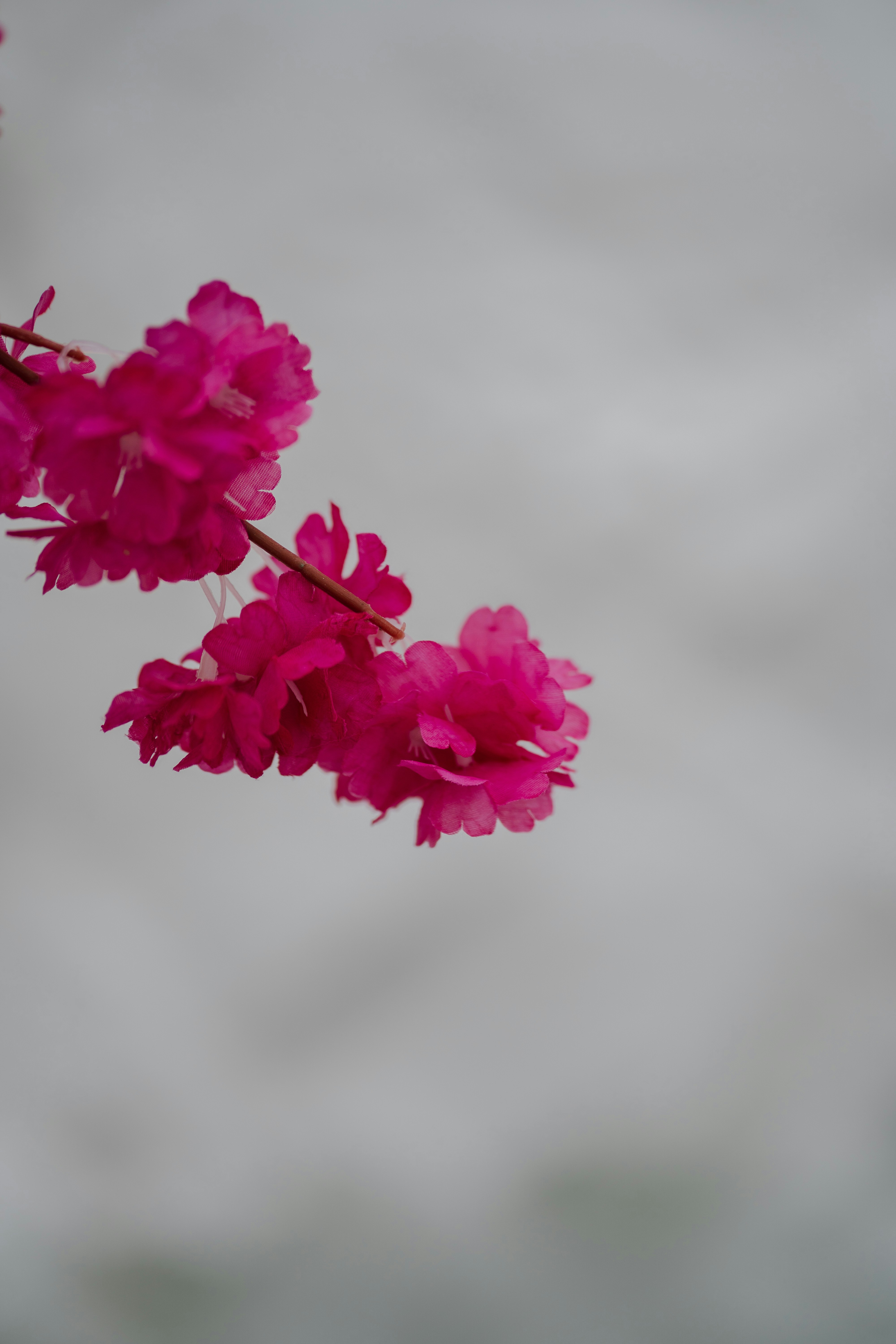 A branch of vibrant pink cherry blossoms against a soft grey background