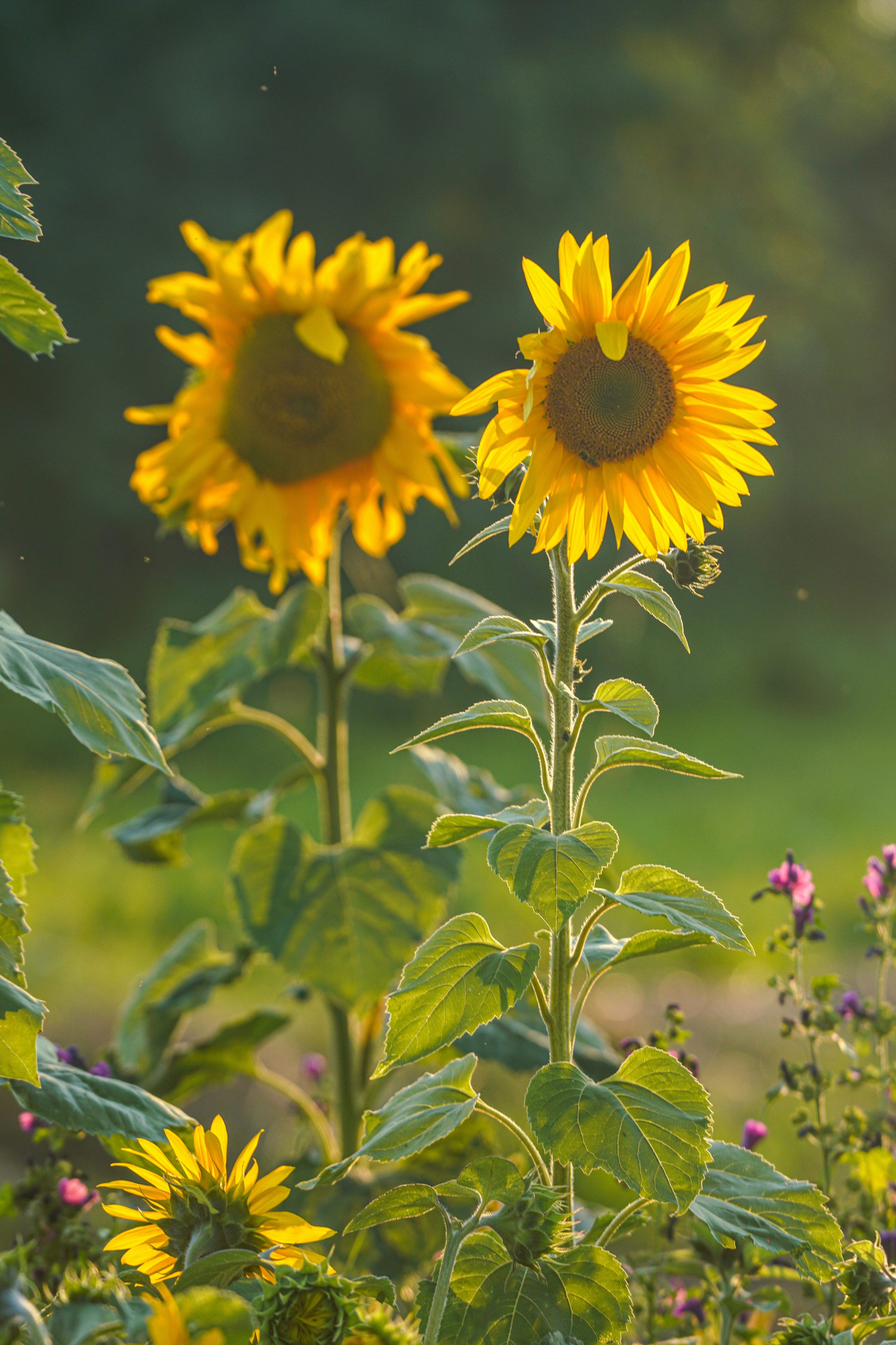 Two tall sunflowers in bloom under warm golden hour light in a garden