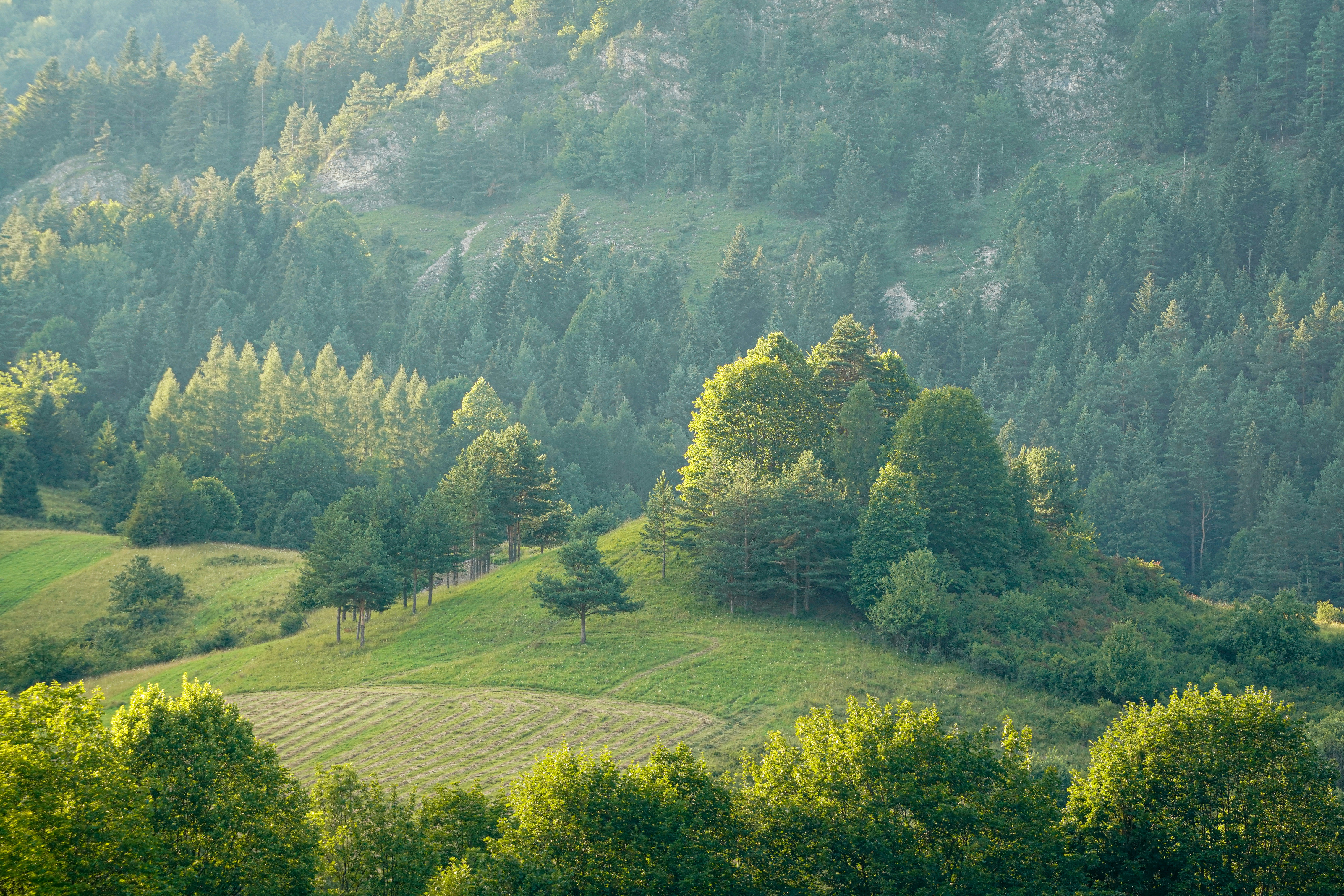 Green trees on a grassy hillside with a forest in the background