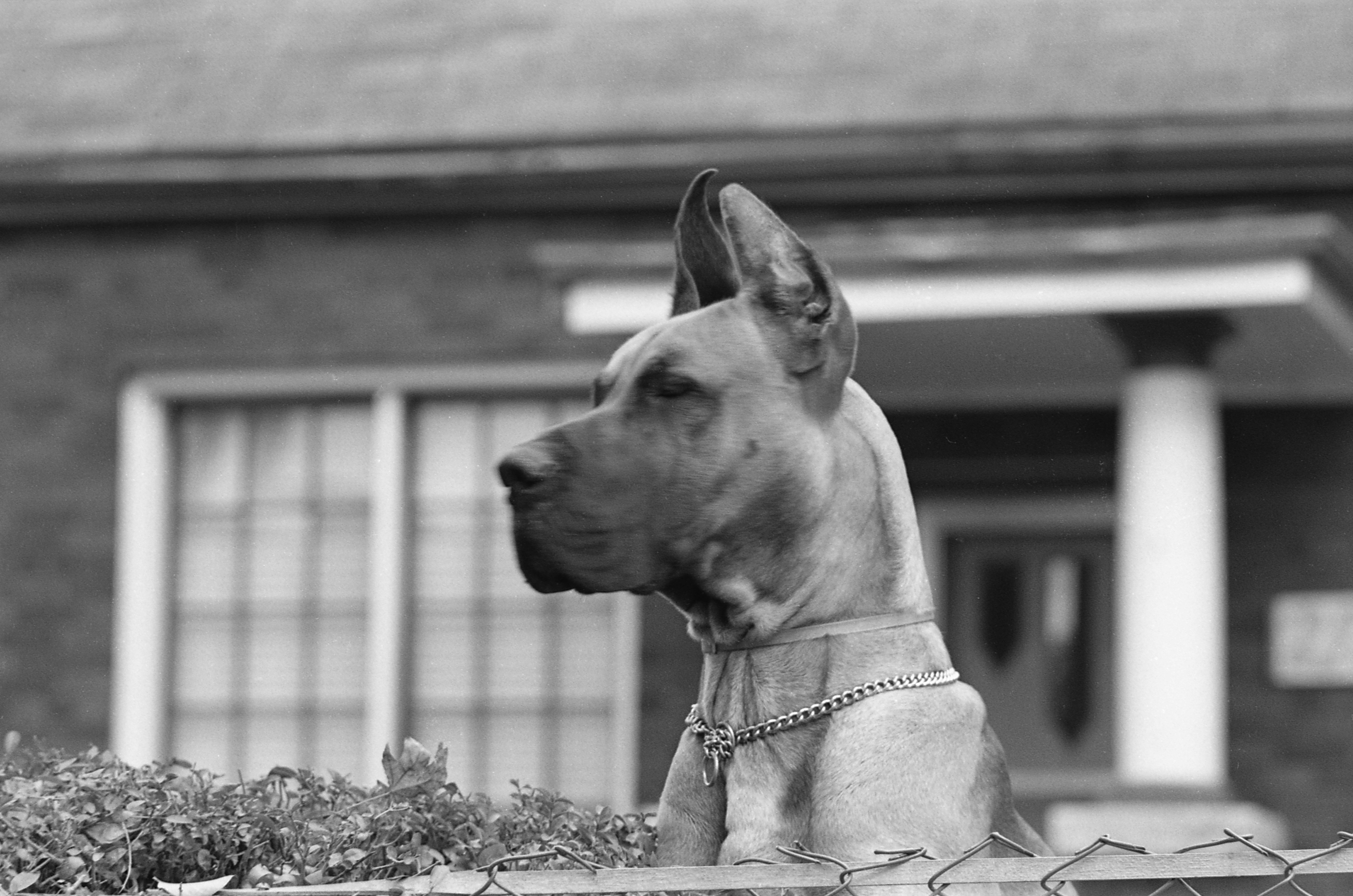 A Great Dane with a chain collar behind a wire fence