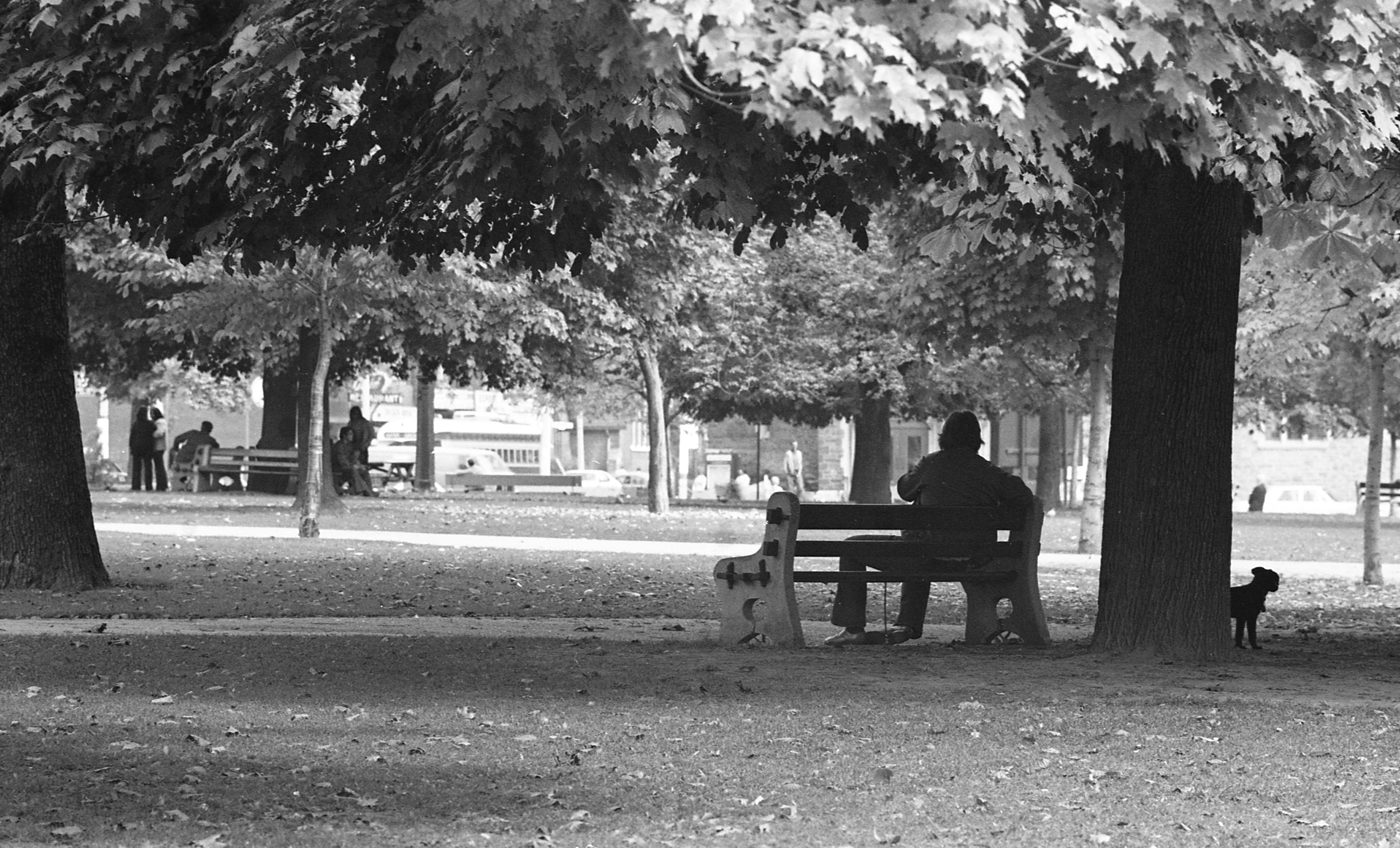 A person on a park bench under a tree with a small dog